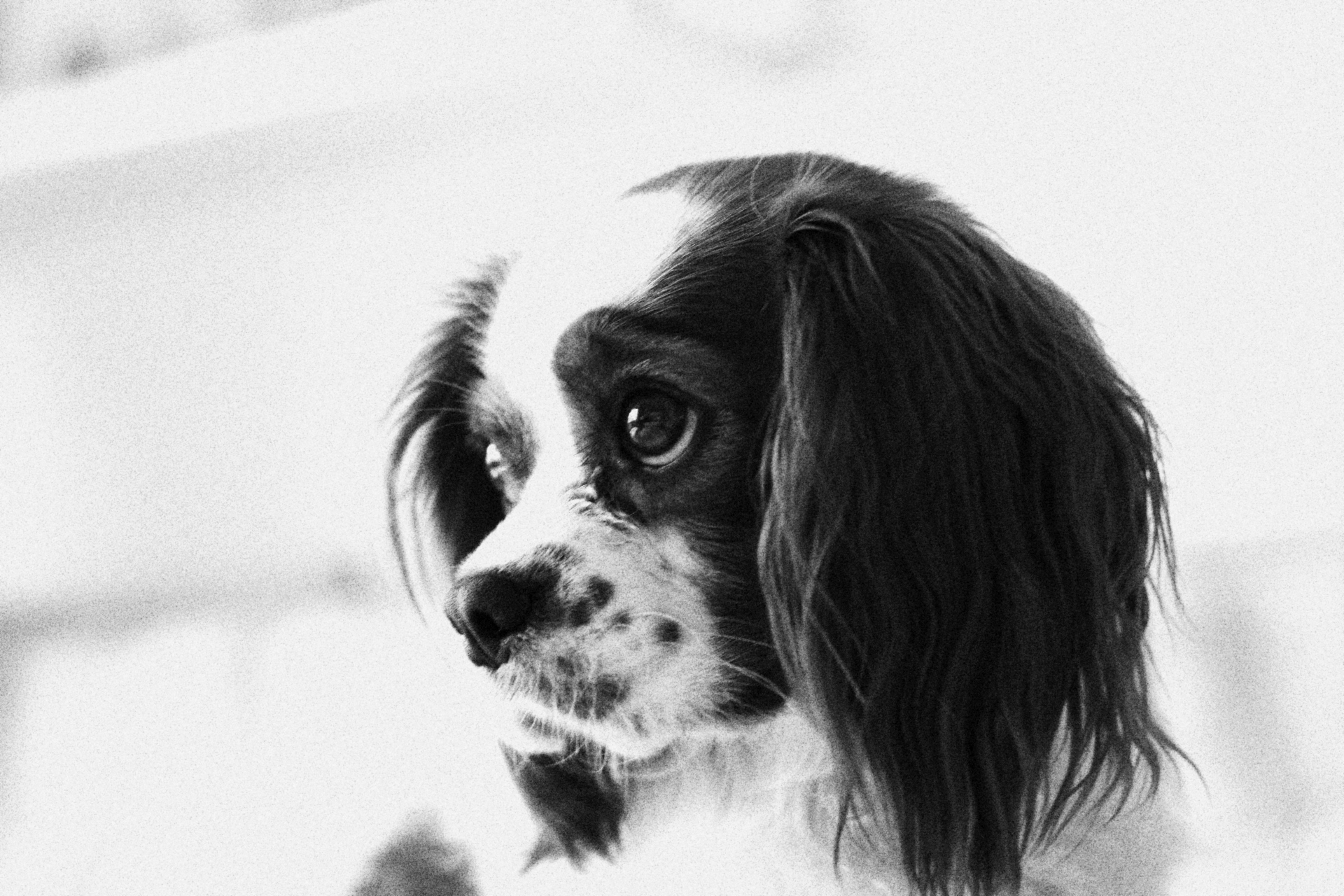 Faithfulness in his eyes