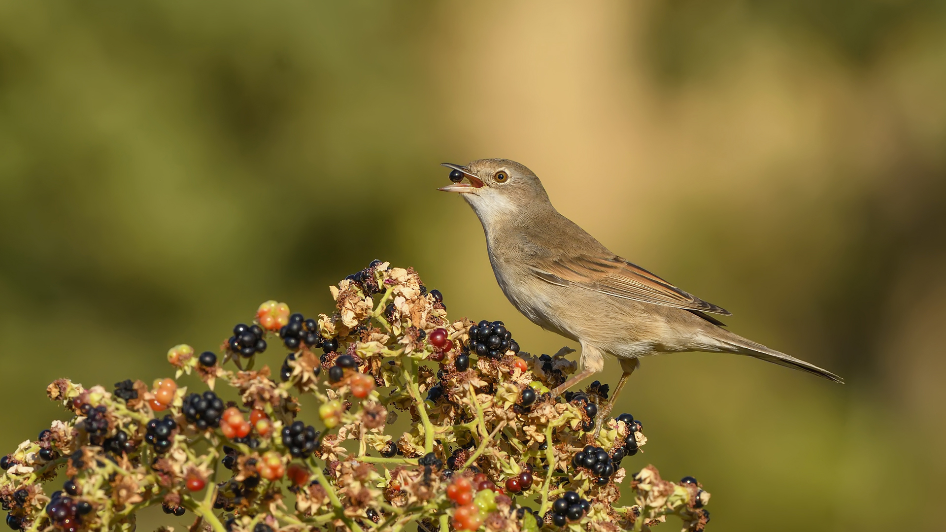 Sterpazzola / Sylvia communis