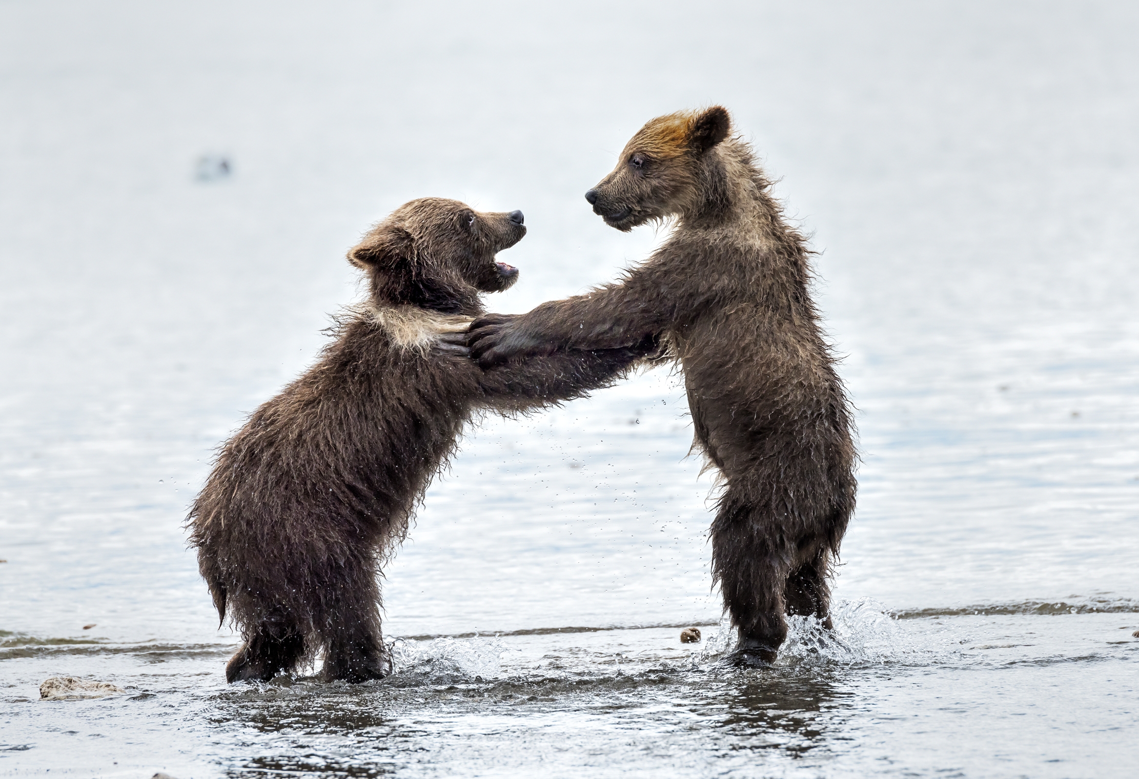 Kamchatka 2016 - Balletto sul lago