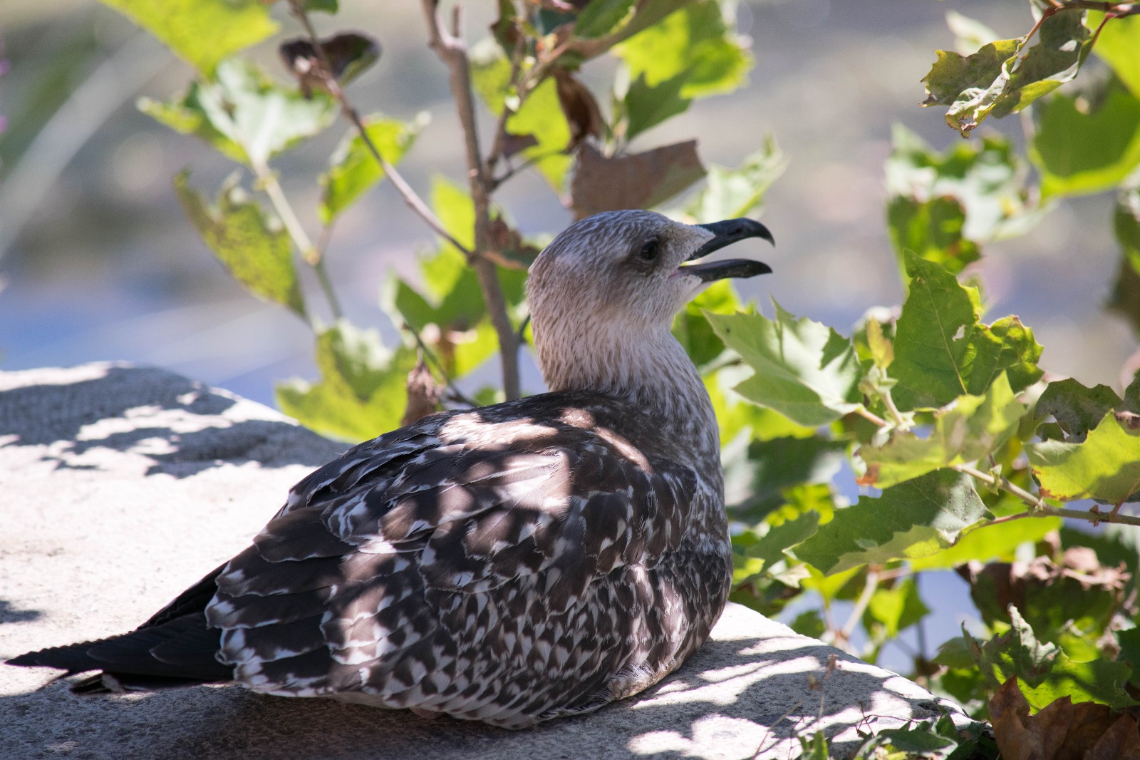 gull lungotevere