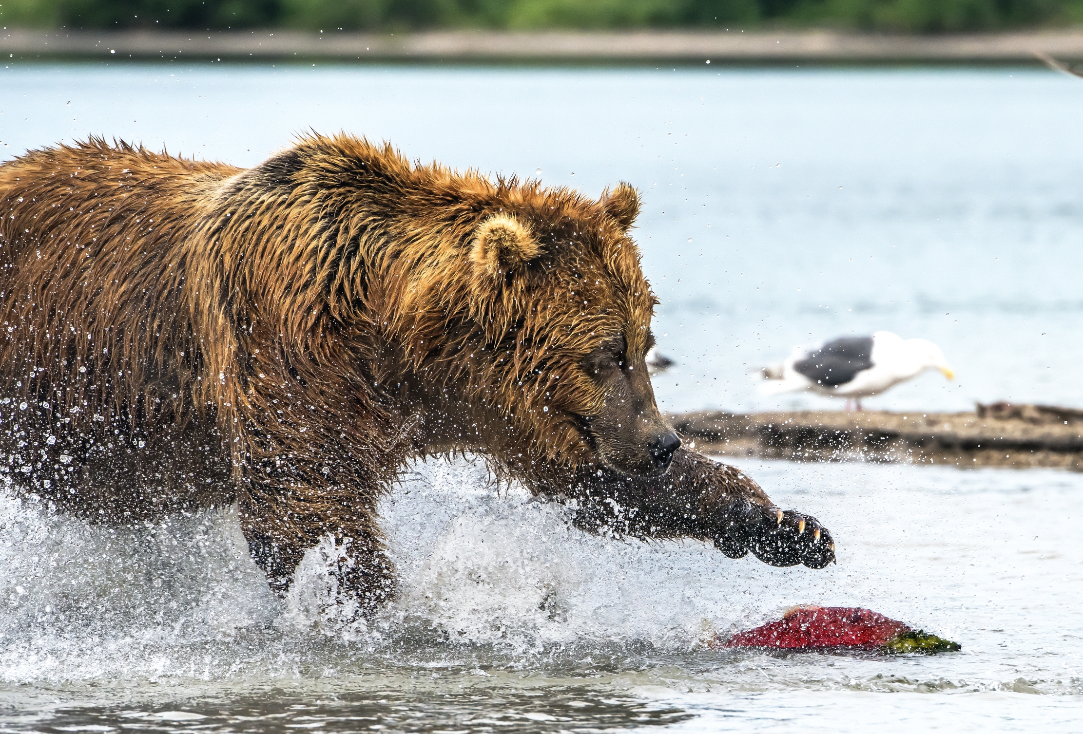 Kamchatka 2016 - Ti vedo e ti prendo!!