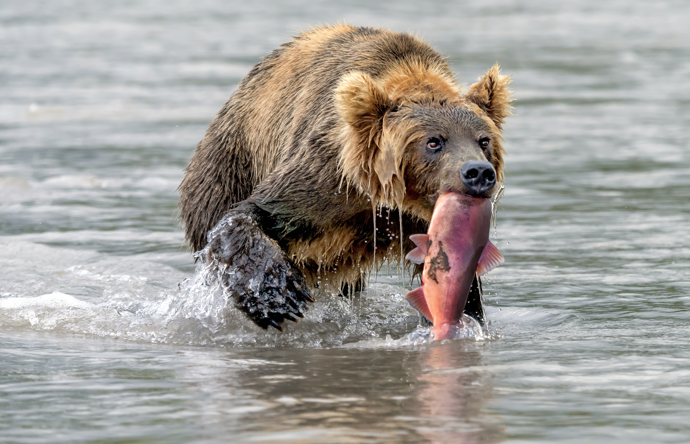 Kamchatka 2016 - Fishing