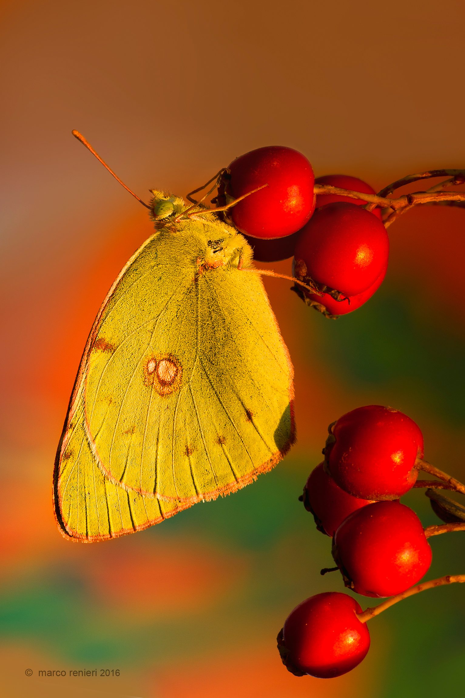 Colias crocea