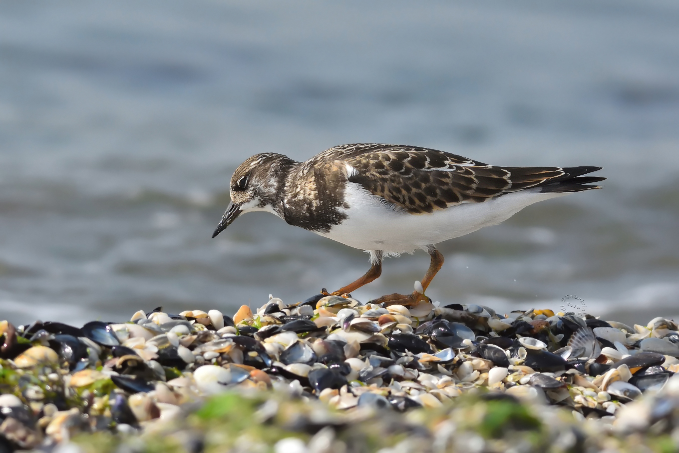 Turnstone