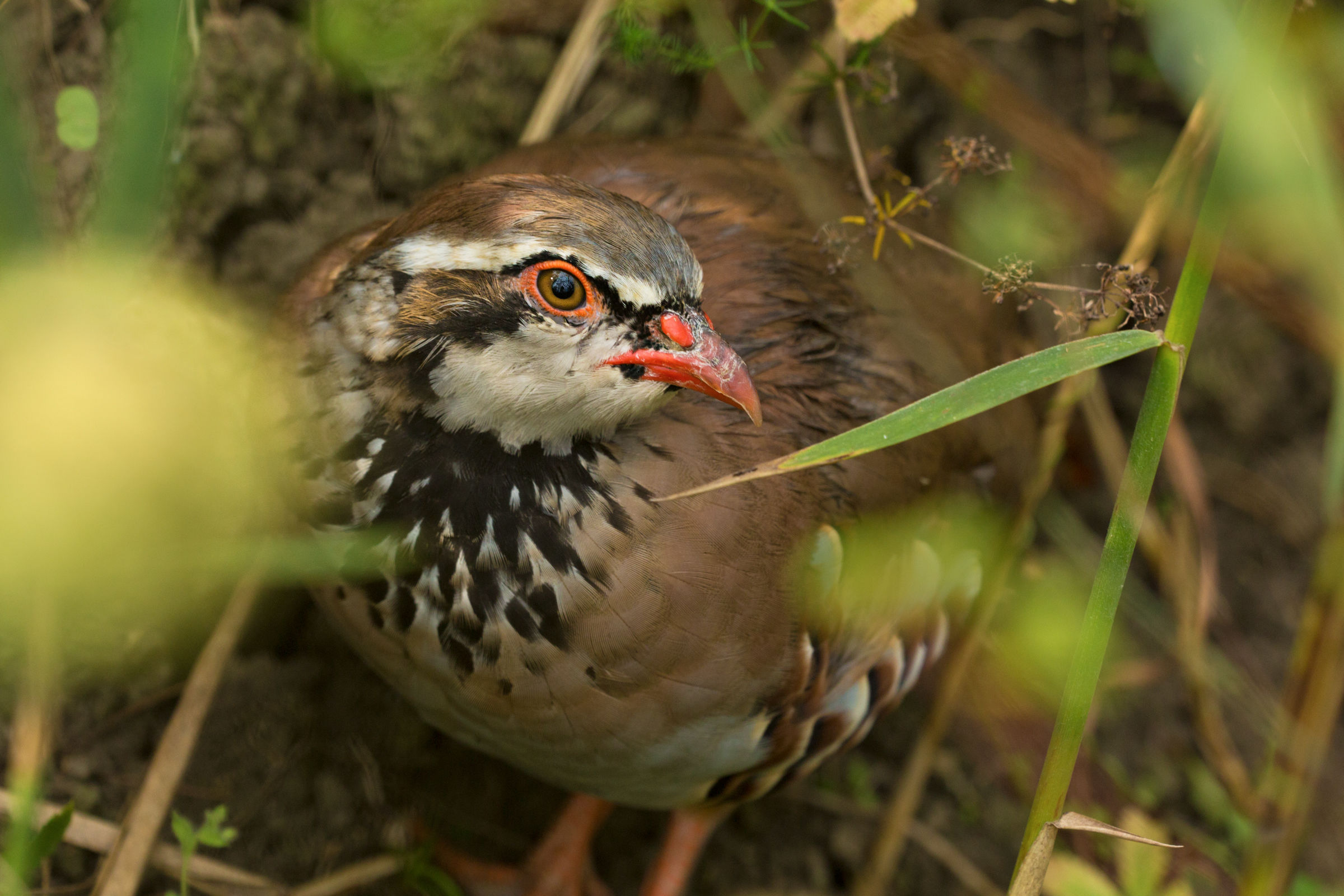 the eye of the partridge!