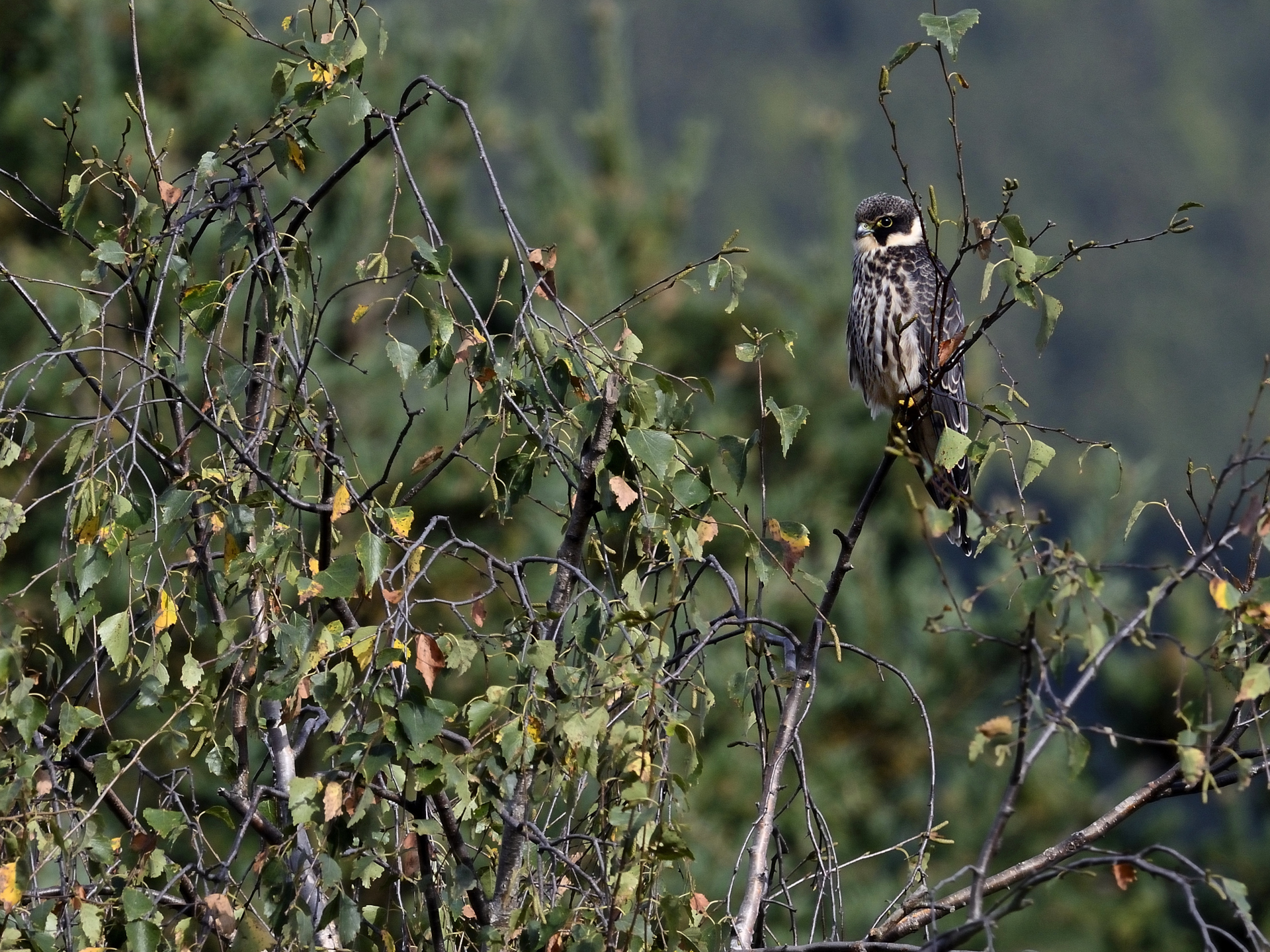 young kestrel