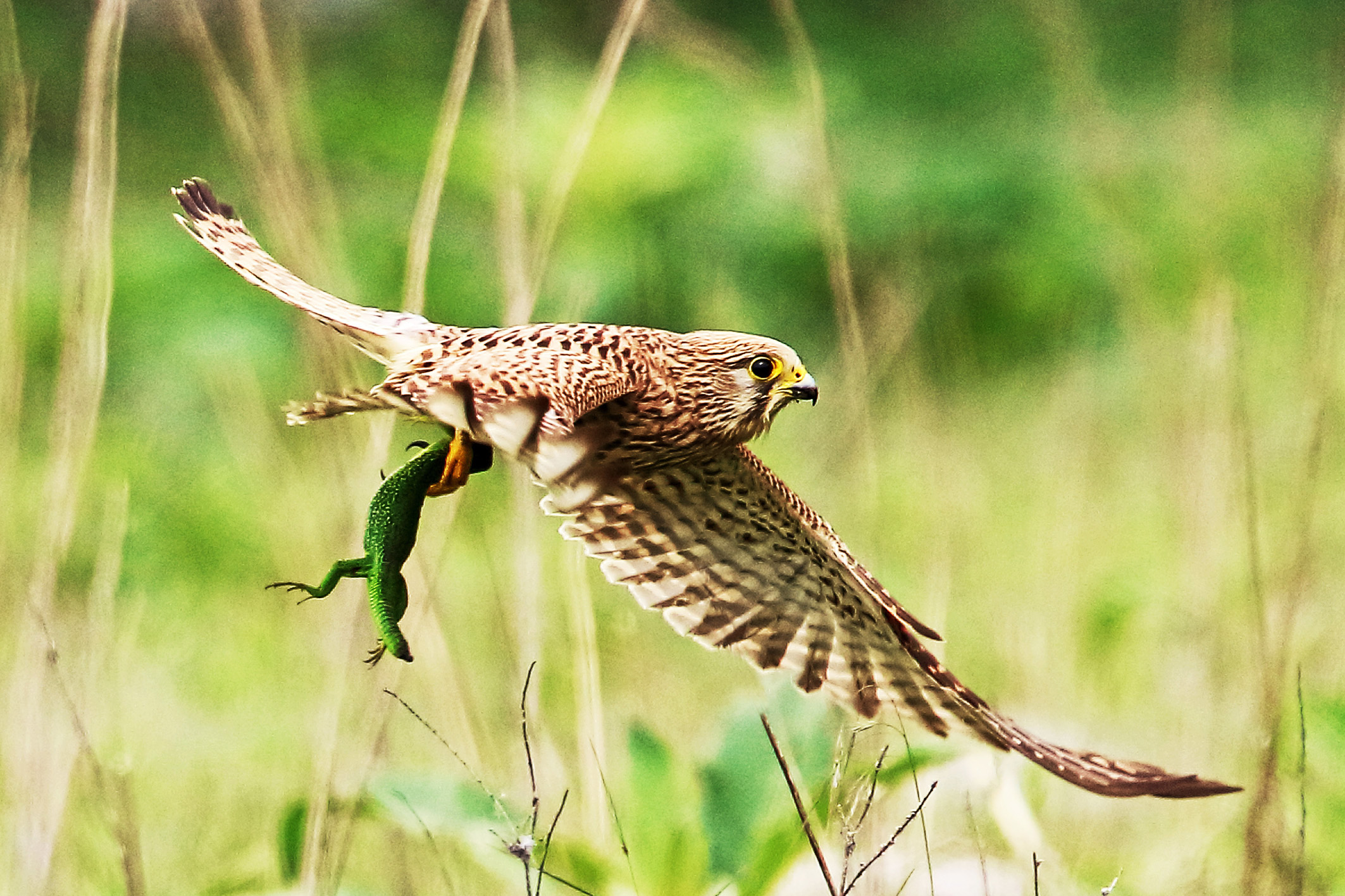 Volo di gheppio con ramarro