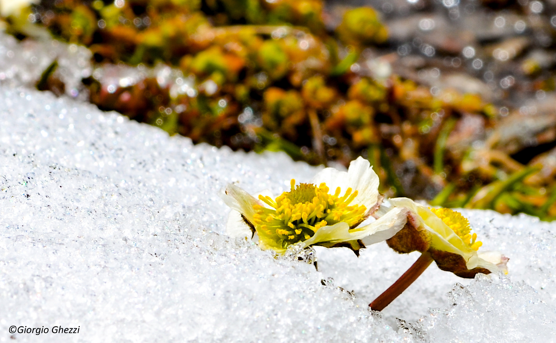 Ranunculus glacialis