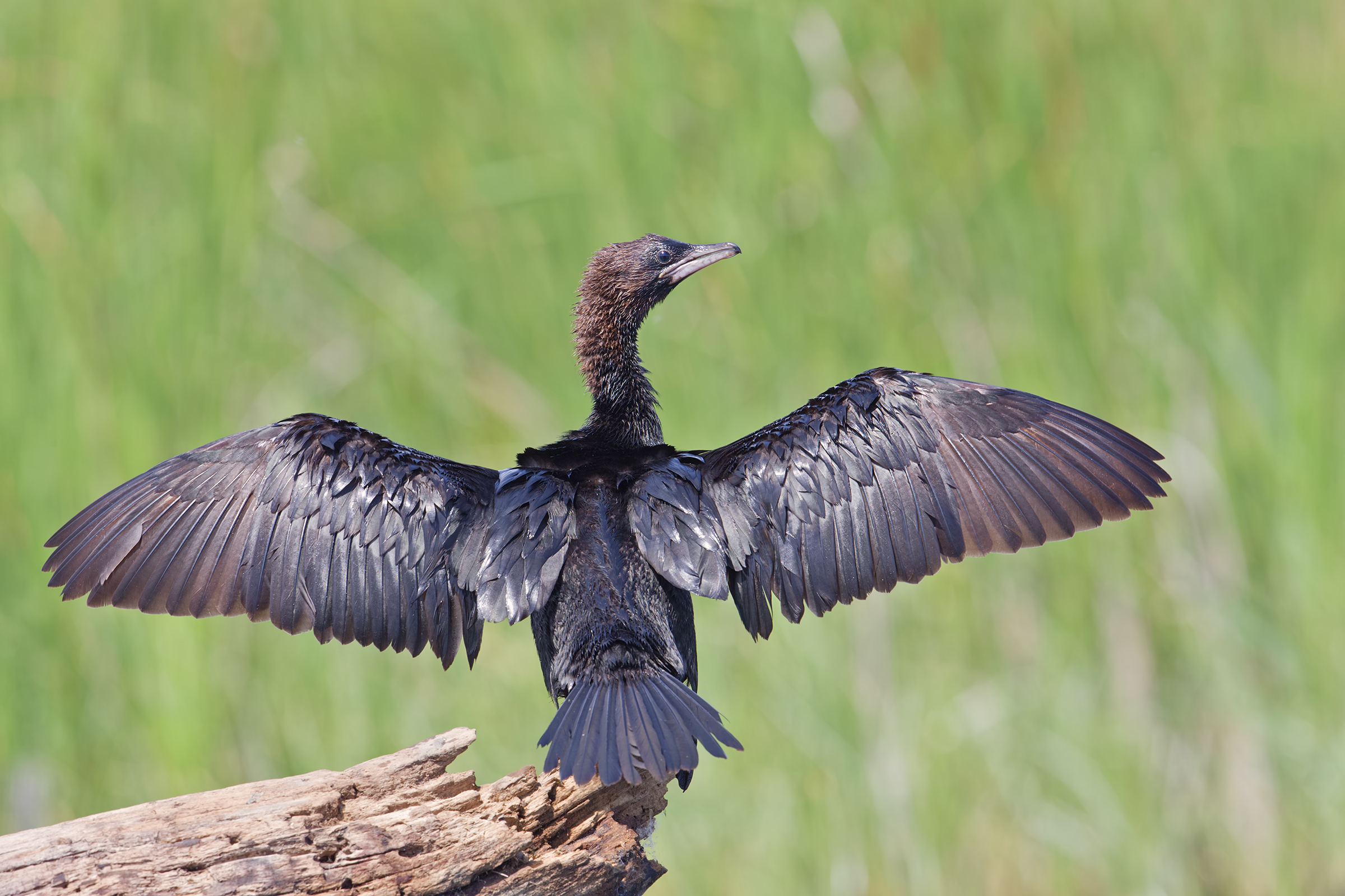 cormorant Minor