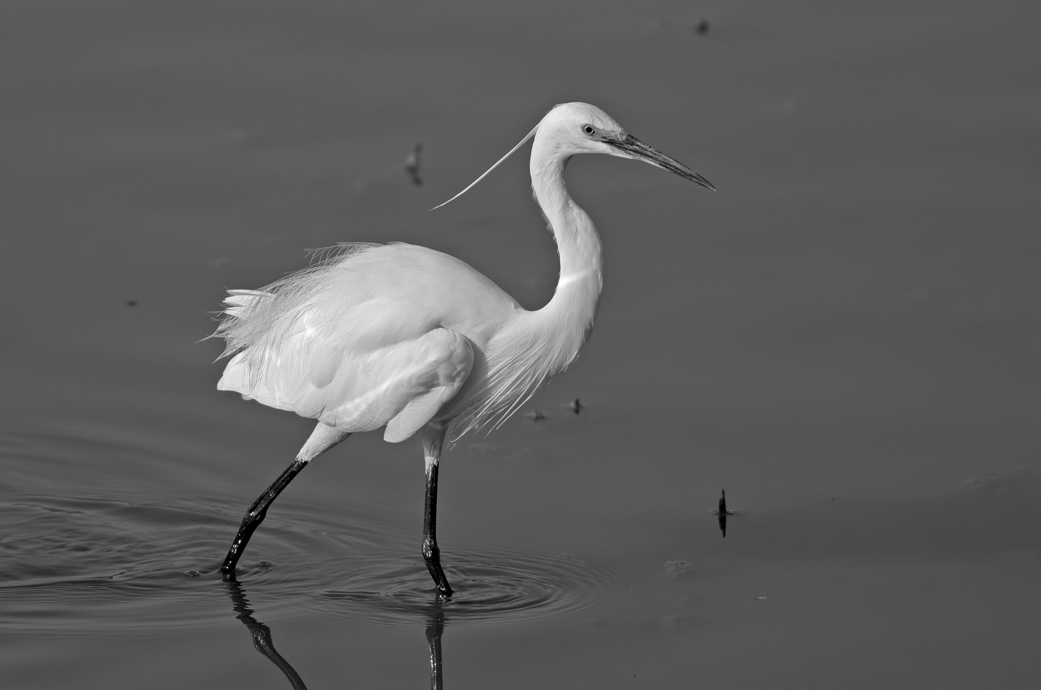 Egret b / w