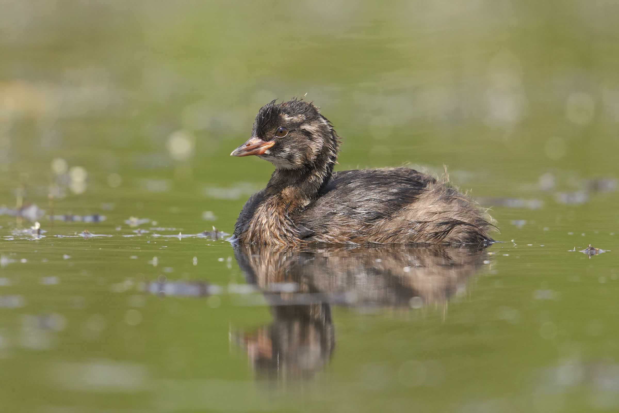 Little Grebe ..