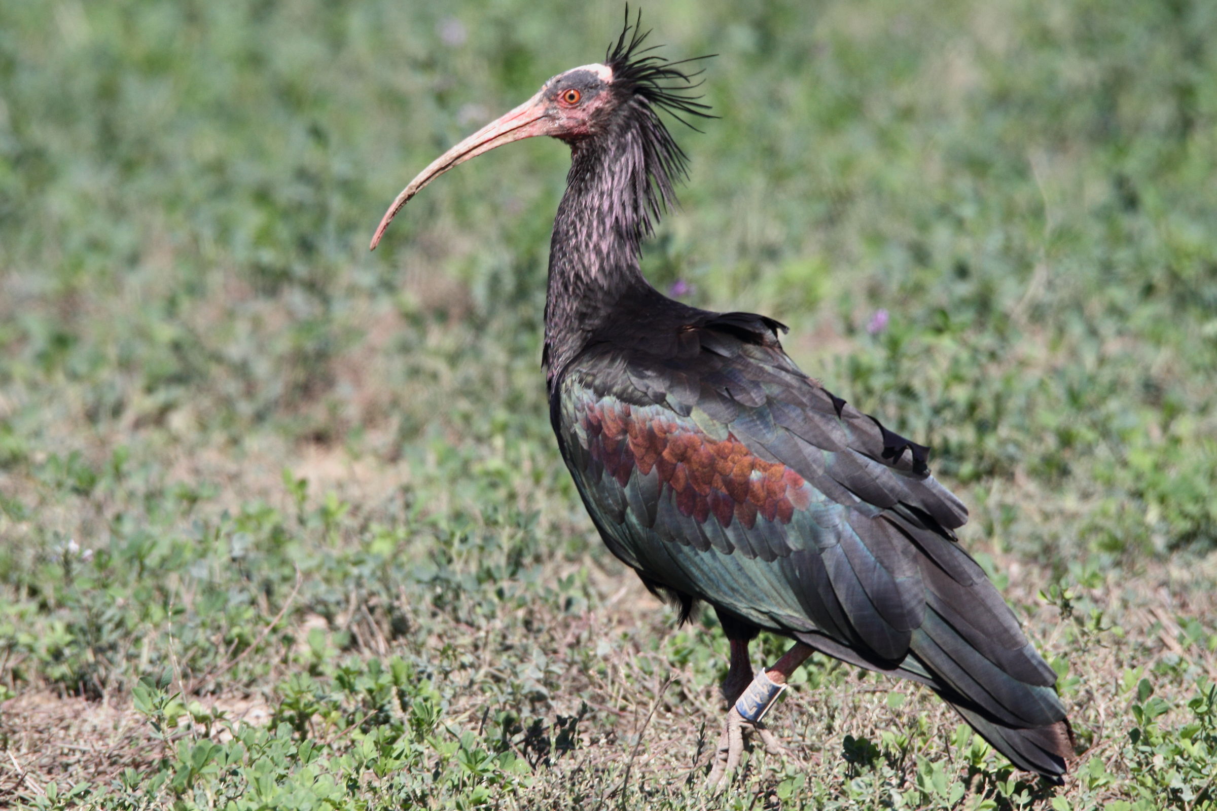 Hermit Ibis