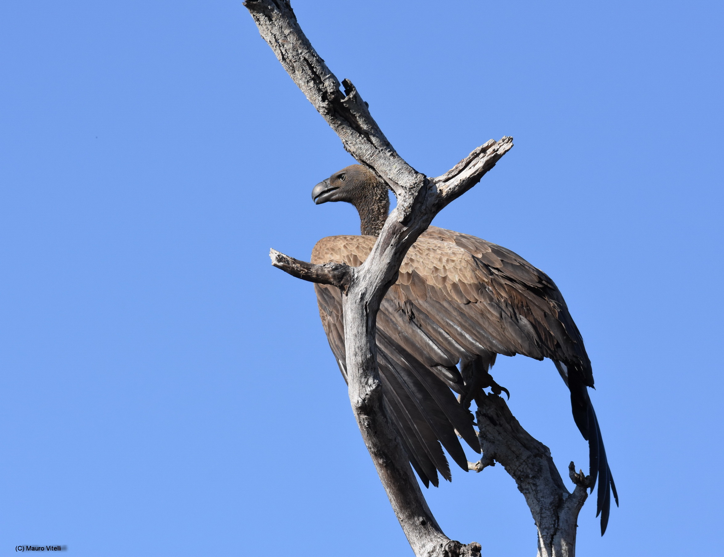 White-backed Vulture (Gyps africanus)