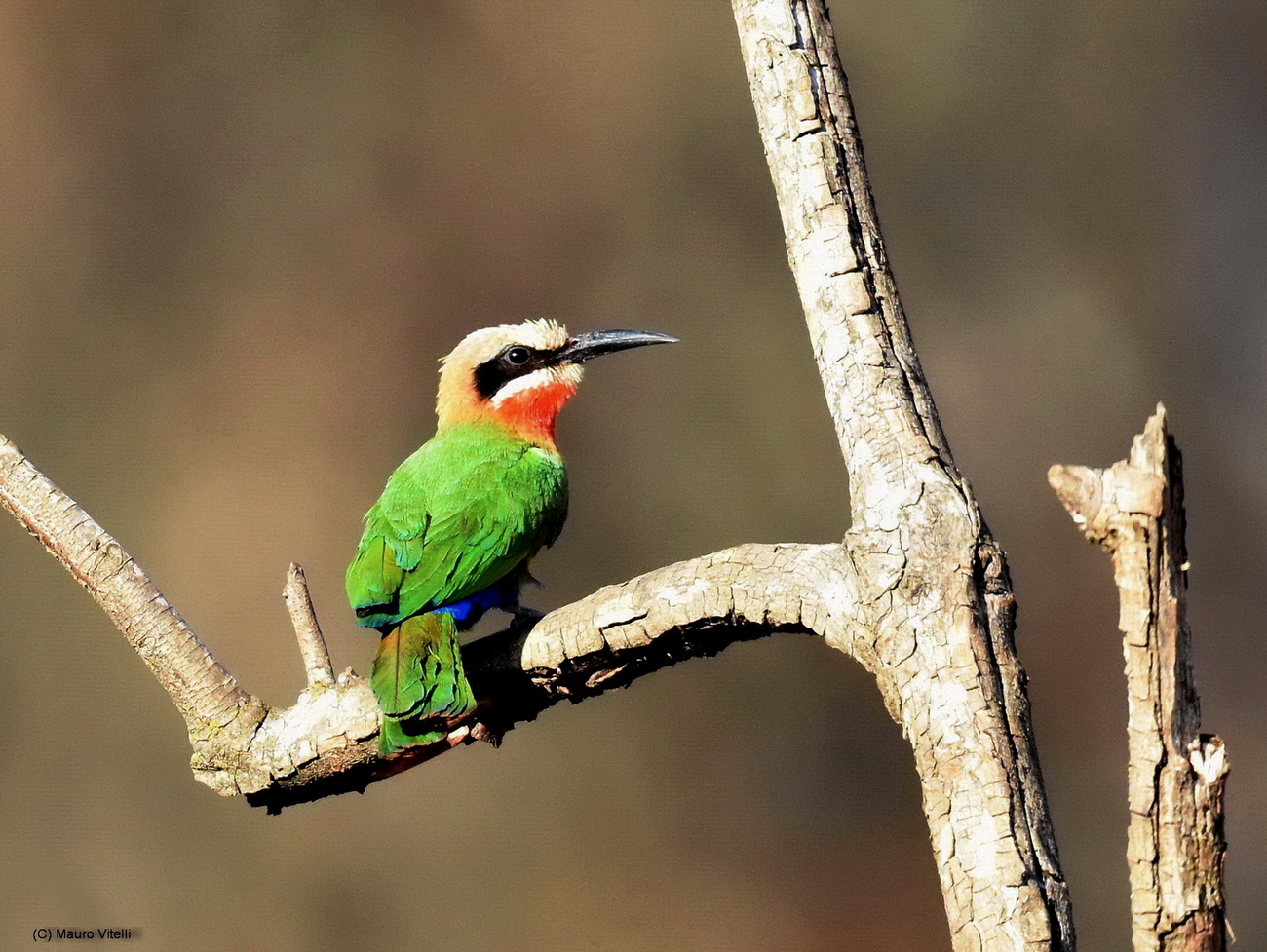 White-Fronted Bee-Eater (Merops bullockoides)