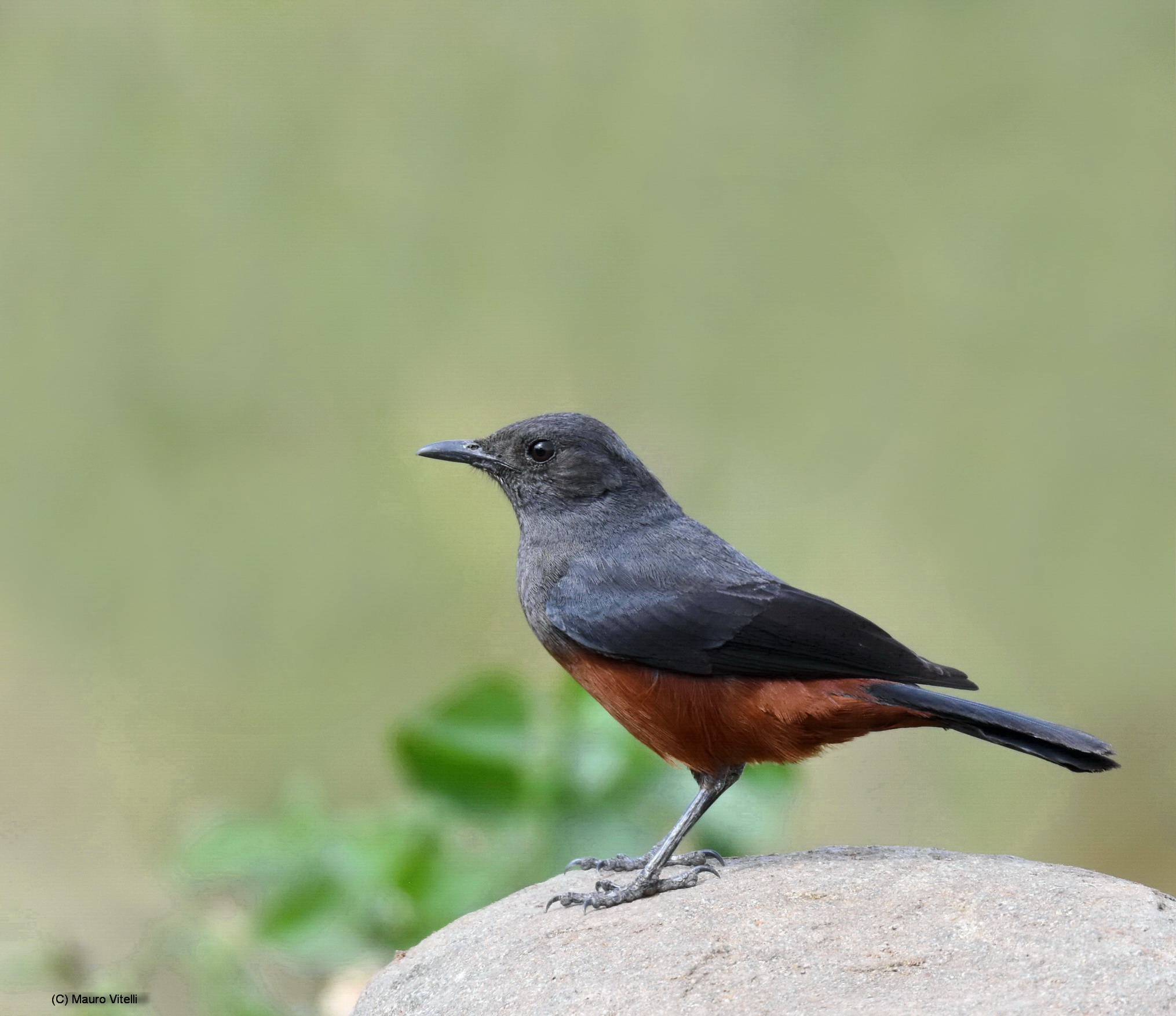 Mocking Cliff Chat (Thamnolaea cinnamomeiventris