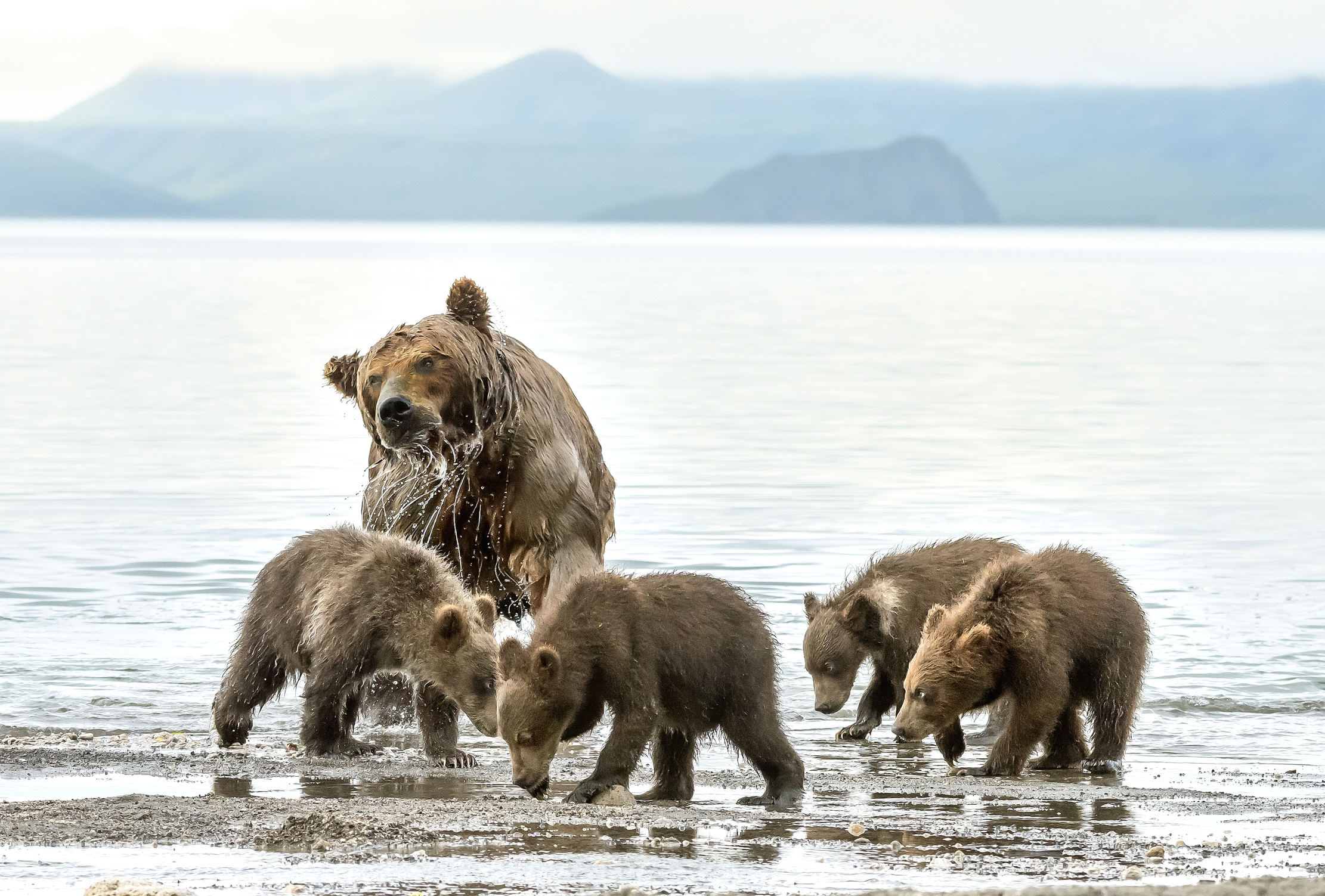 Kamchatka 2016 - Il bagnetto con la mamma