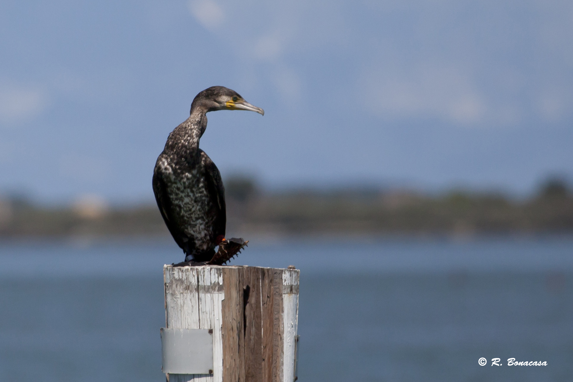 Cormorano