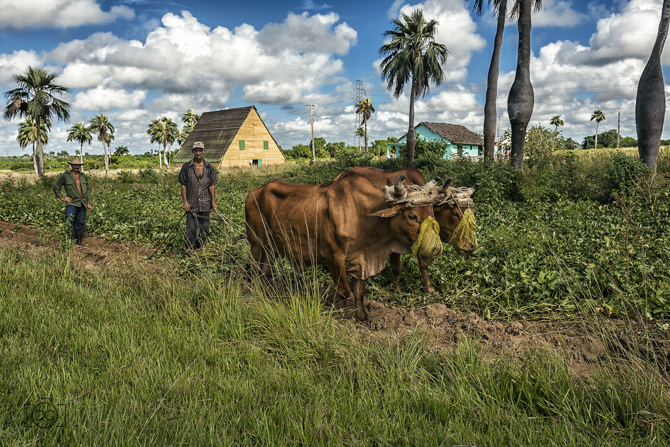 Valle Viñales