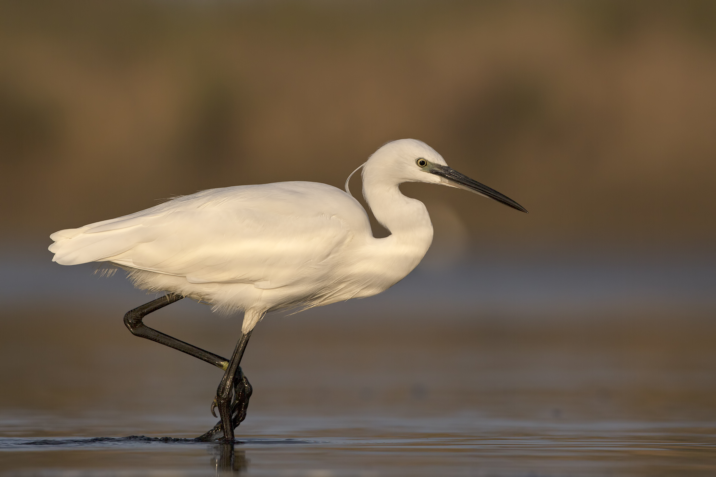 egret