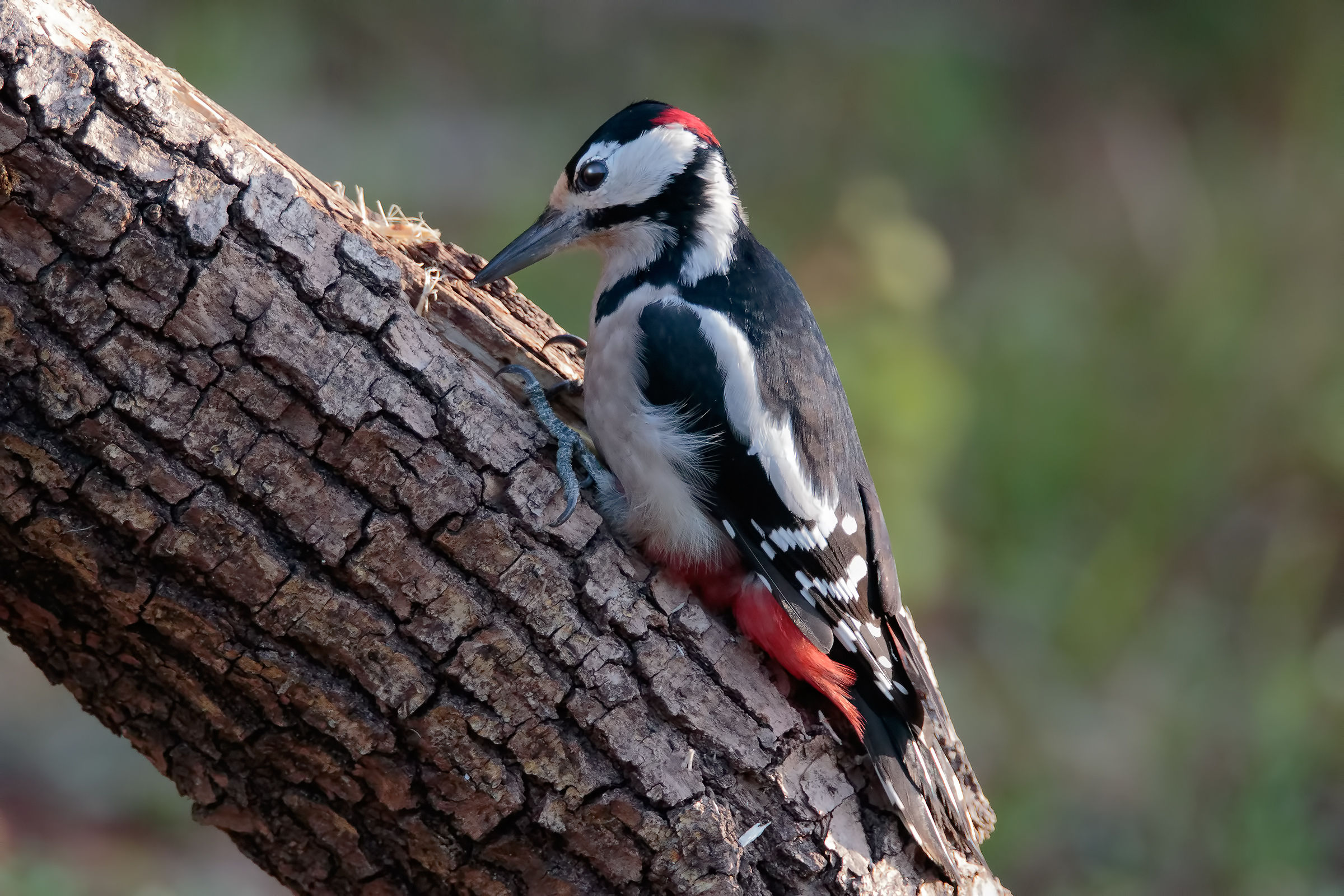 Great Spotted Woodpecker