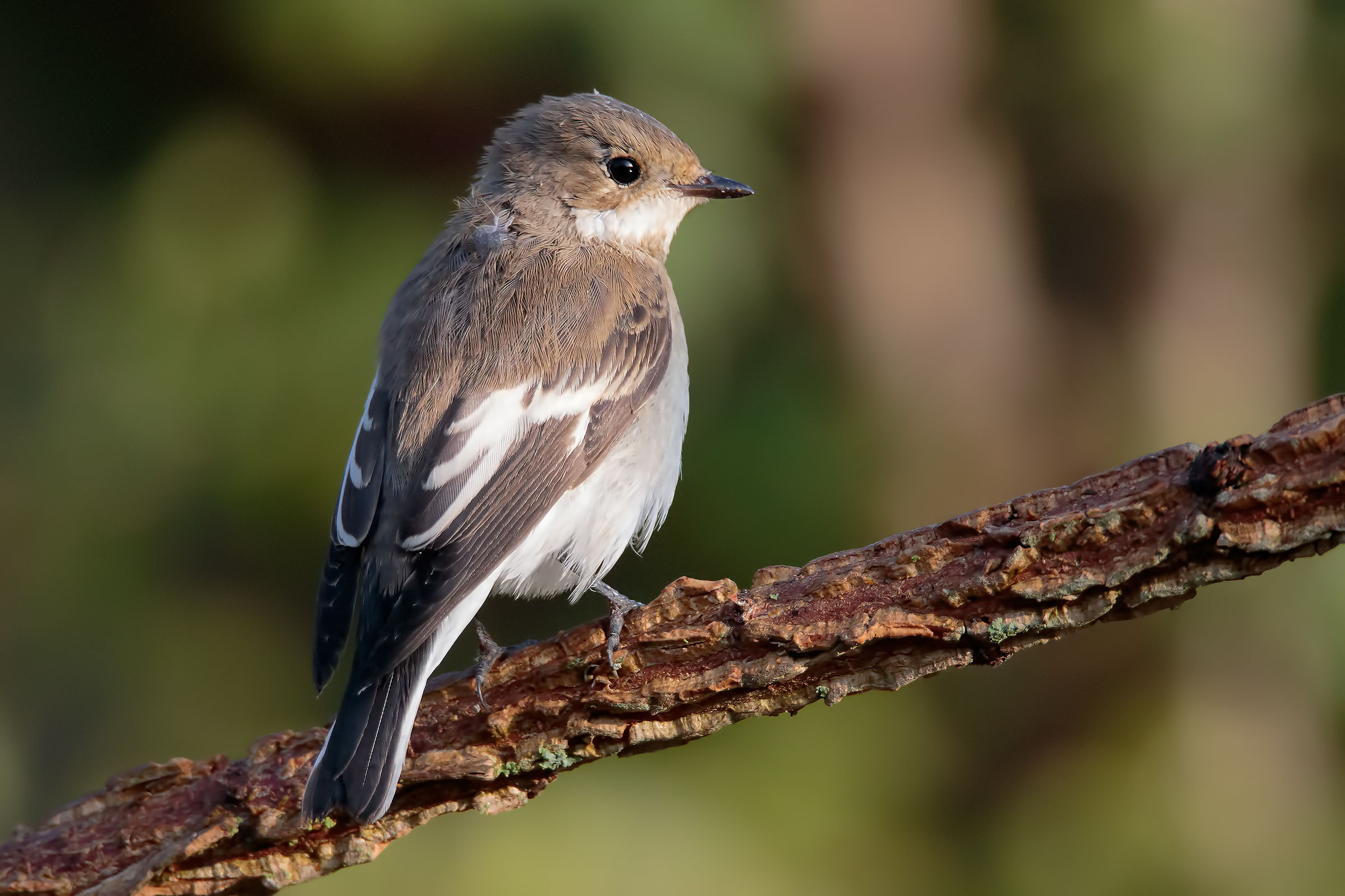 Pied Flycatcher (Ficedula hypoleuca)