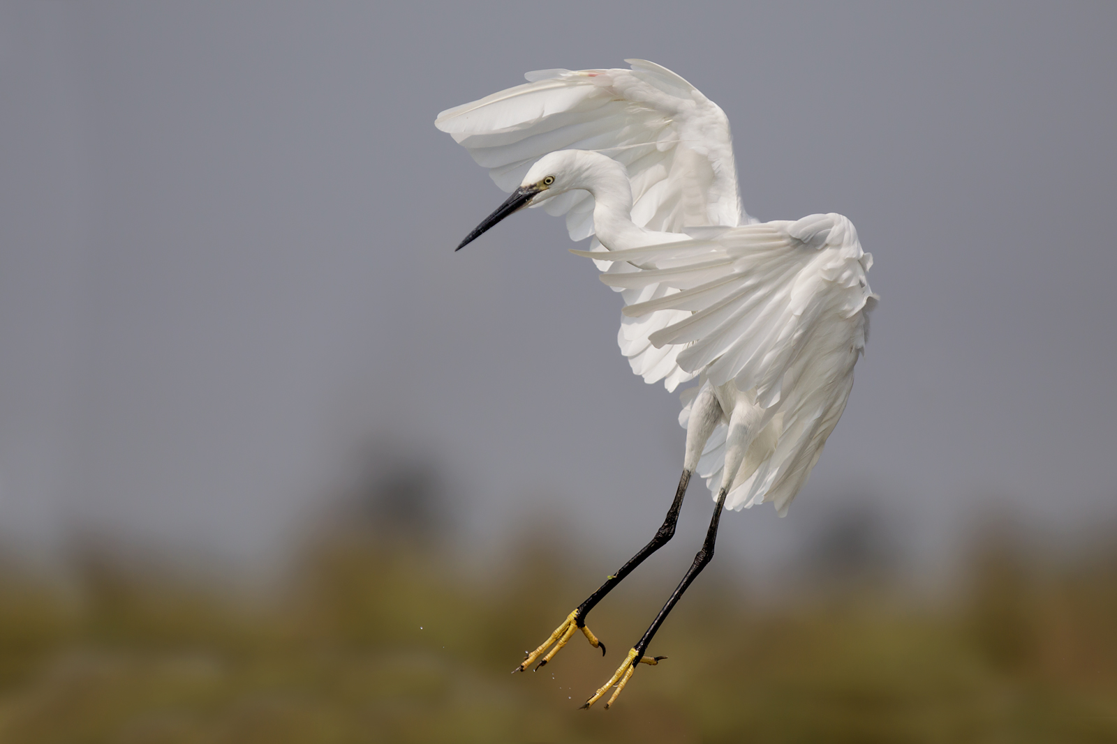 the Egret