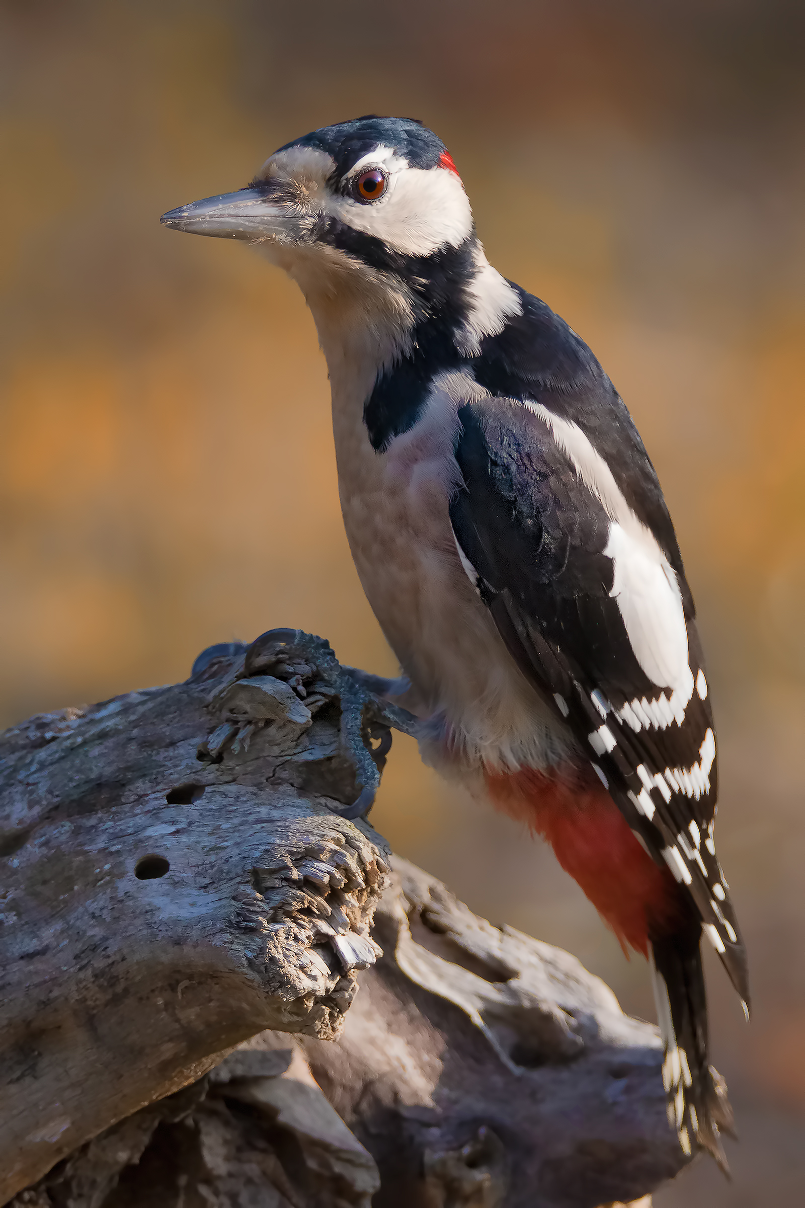 Great Spotted Woodpecker (Dendrocopos major)