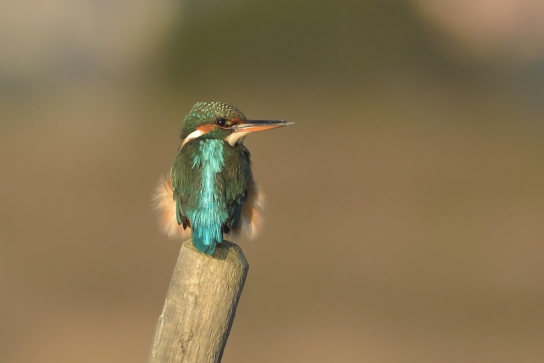 Kingfisher