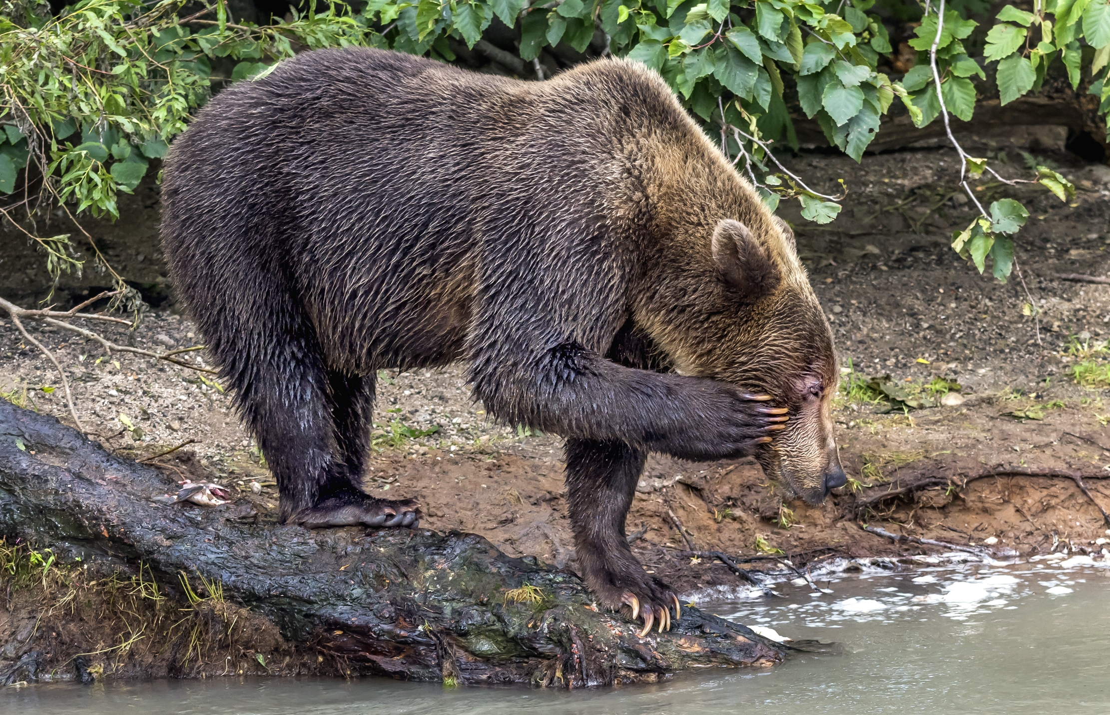 Kamchatka 2016 - Guardando il fiume