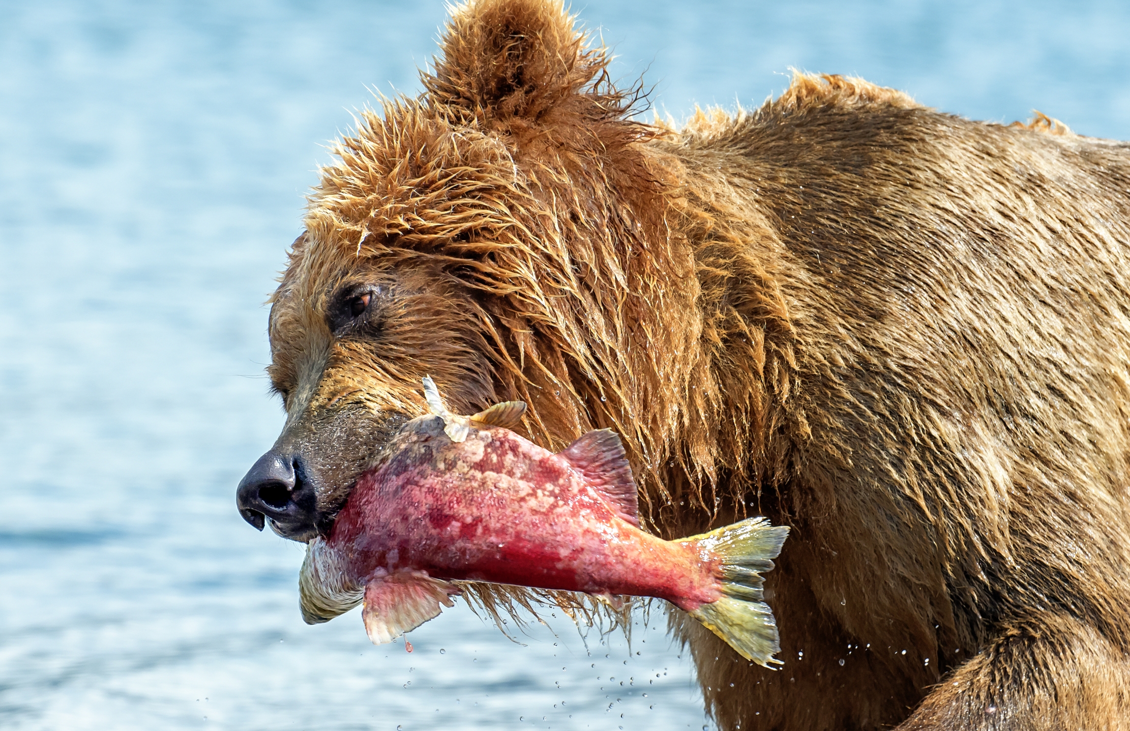 Kamchatka 2016 - Predation
