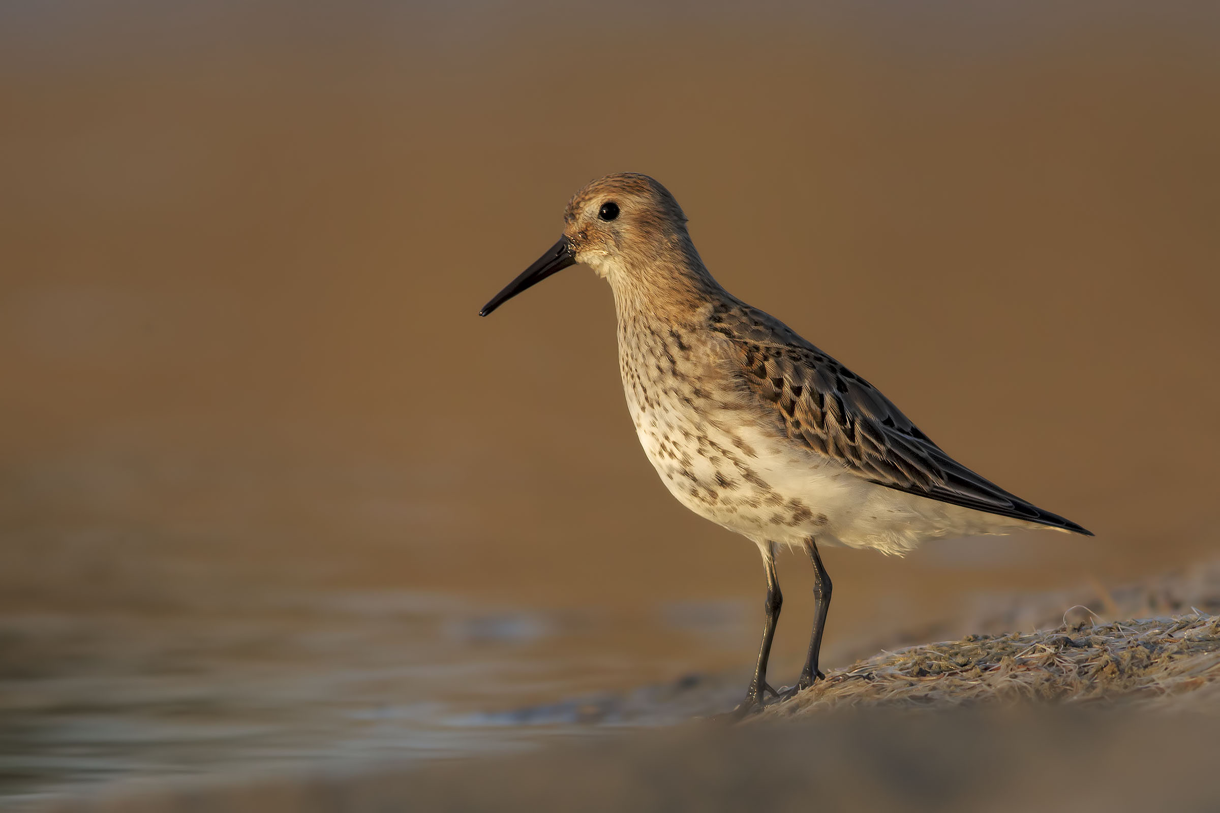 piovanello pancianera