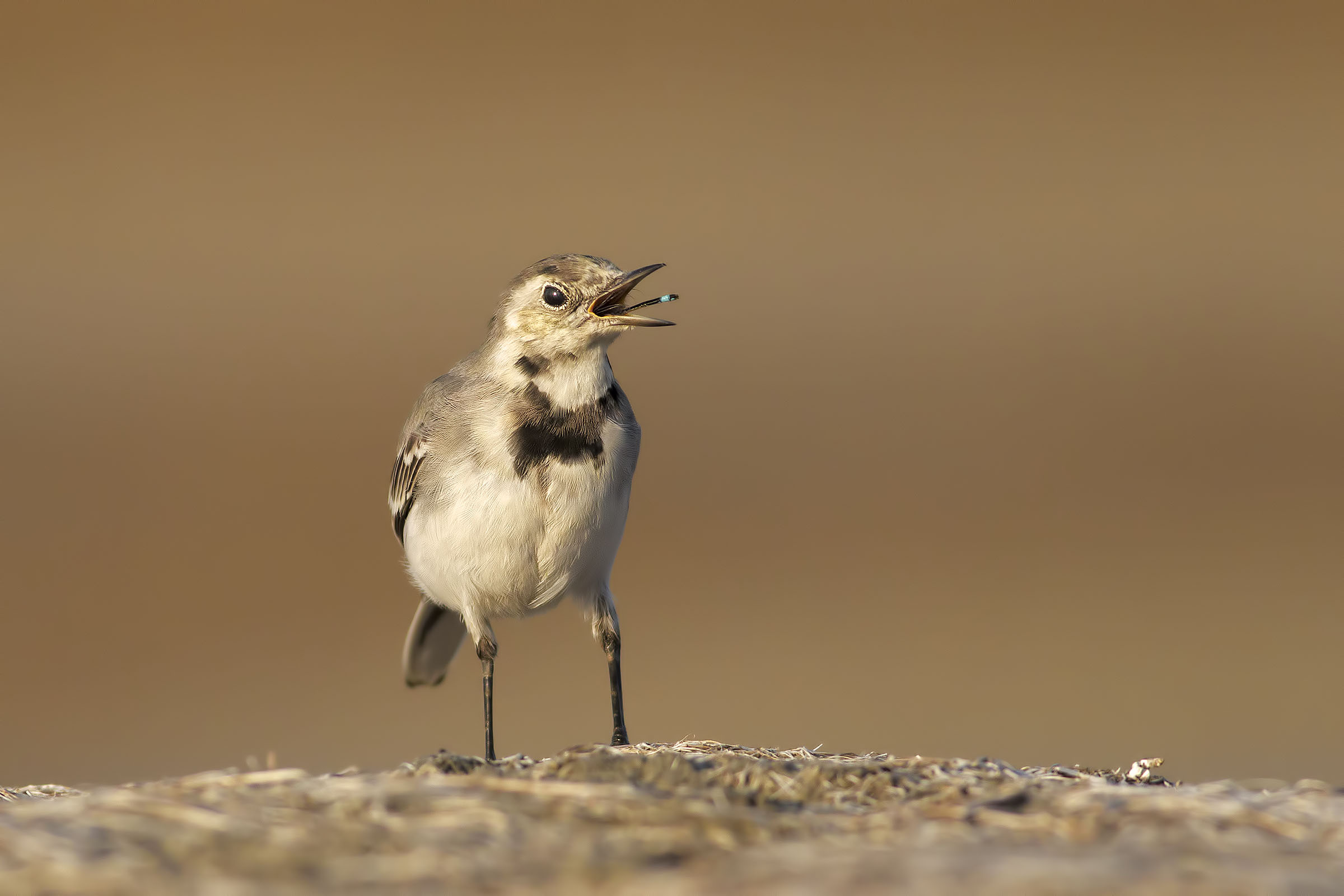la ballerina e la damigella