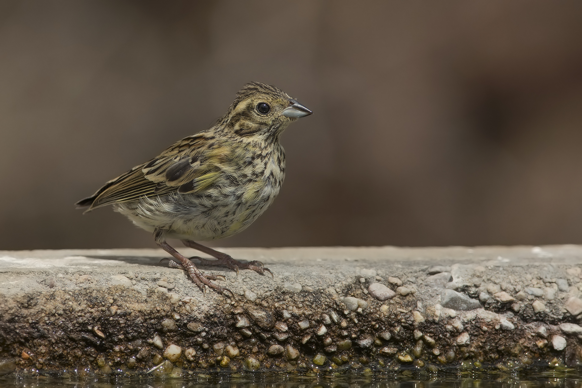zigolo giovane...nero?