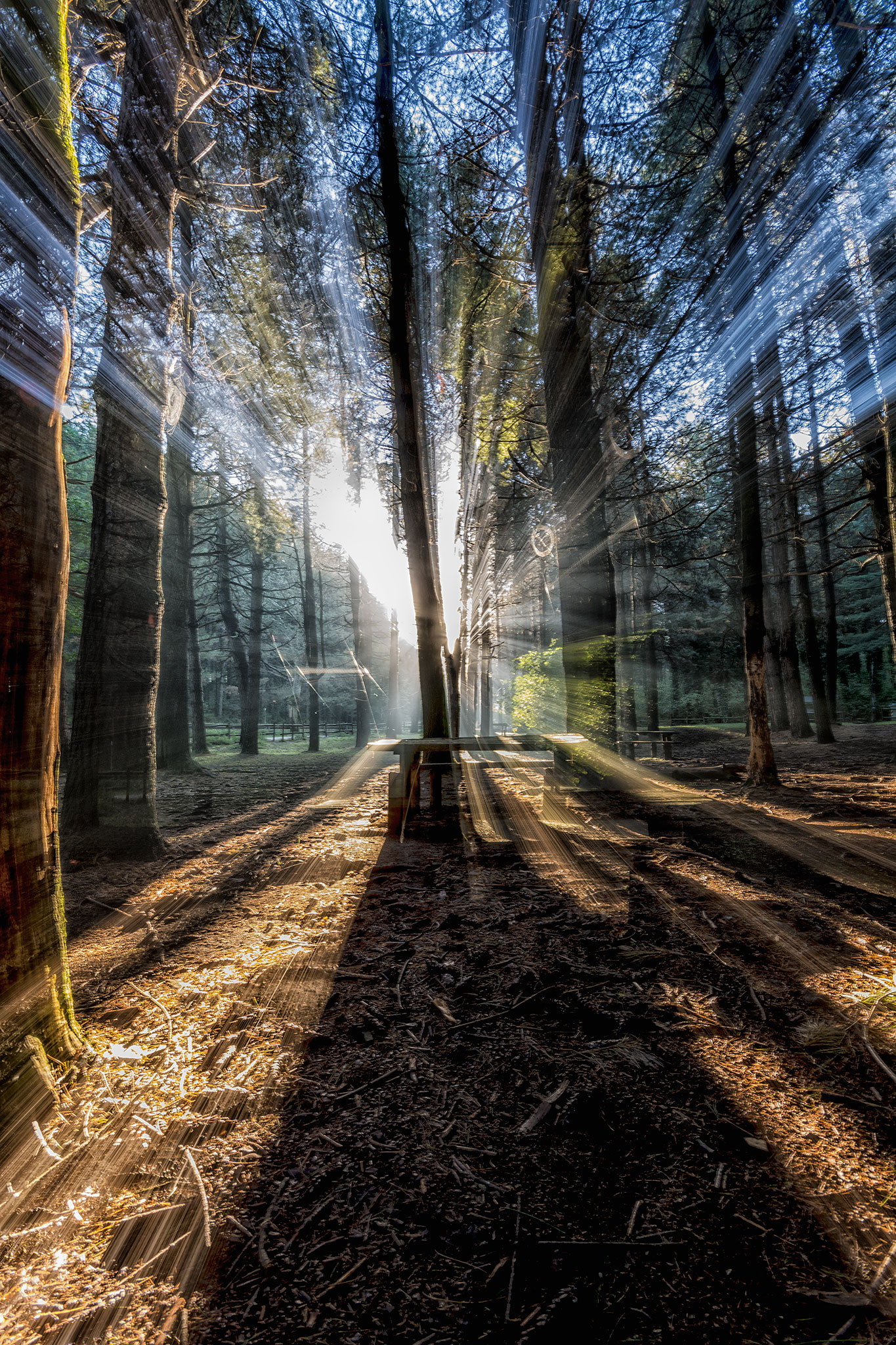 Zooming in pine forest