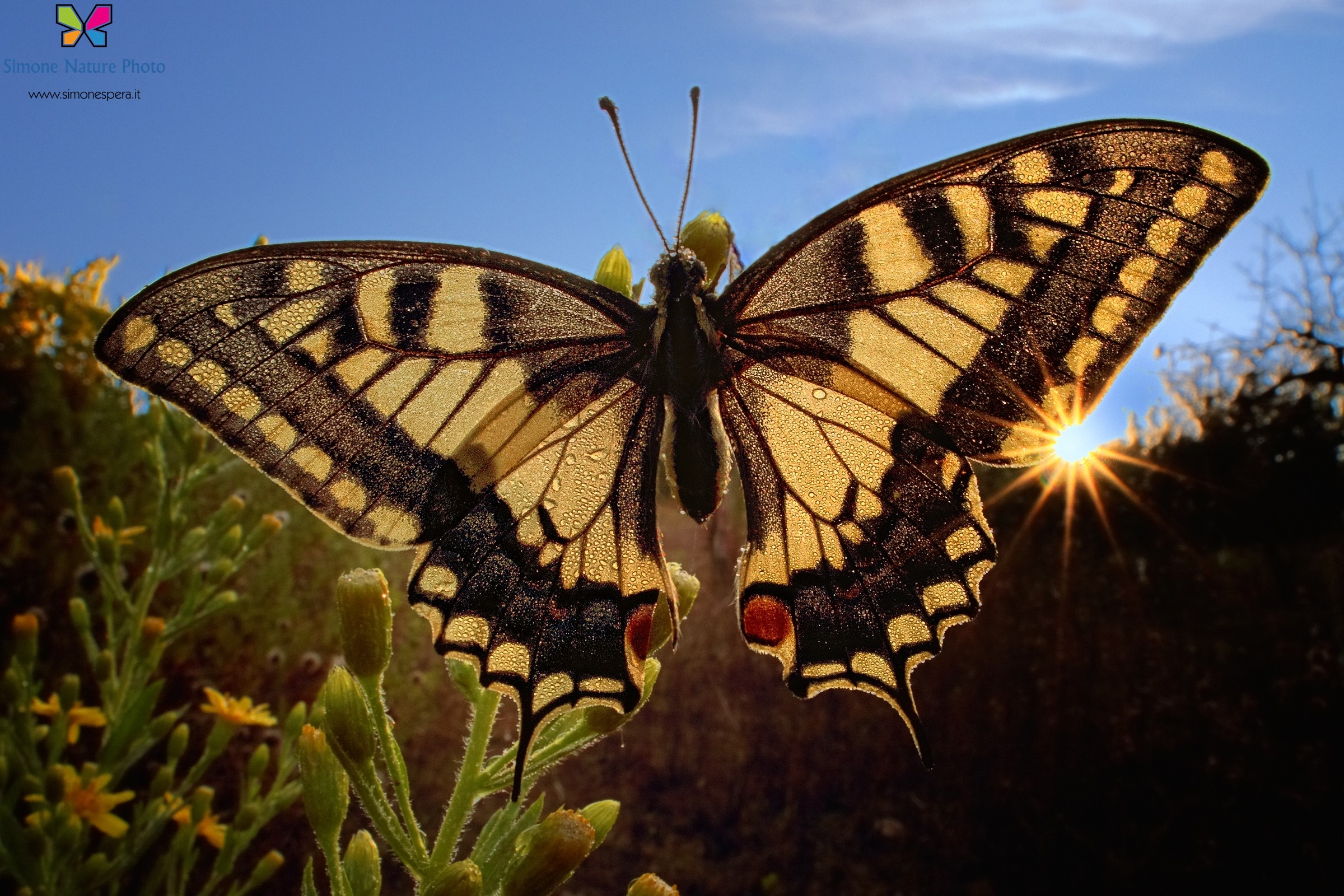Papilio wide backlight....