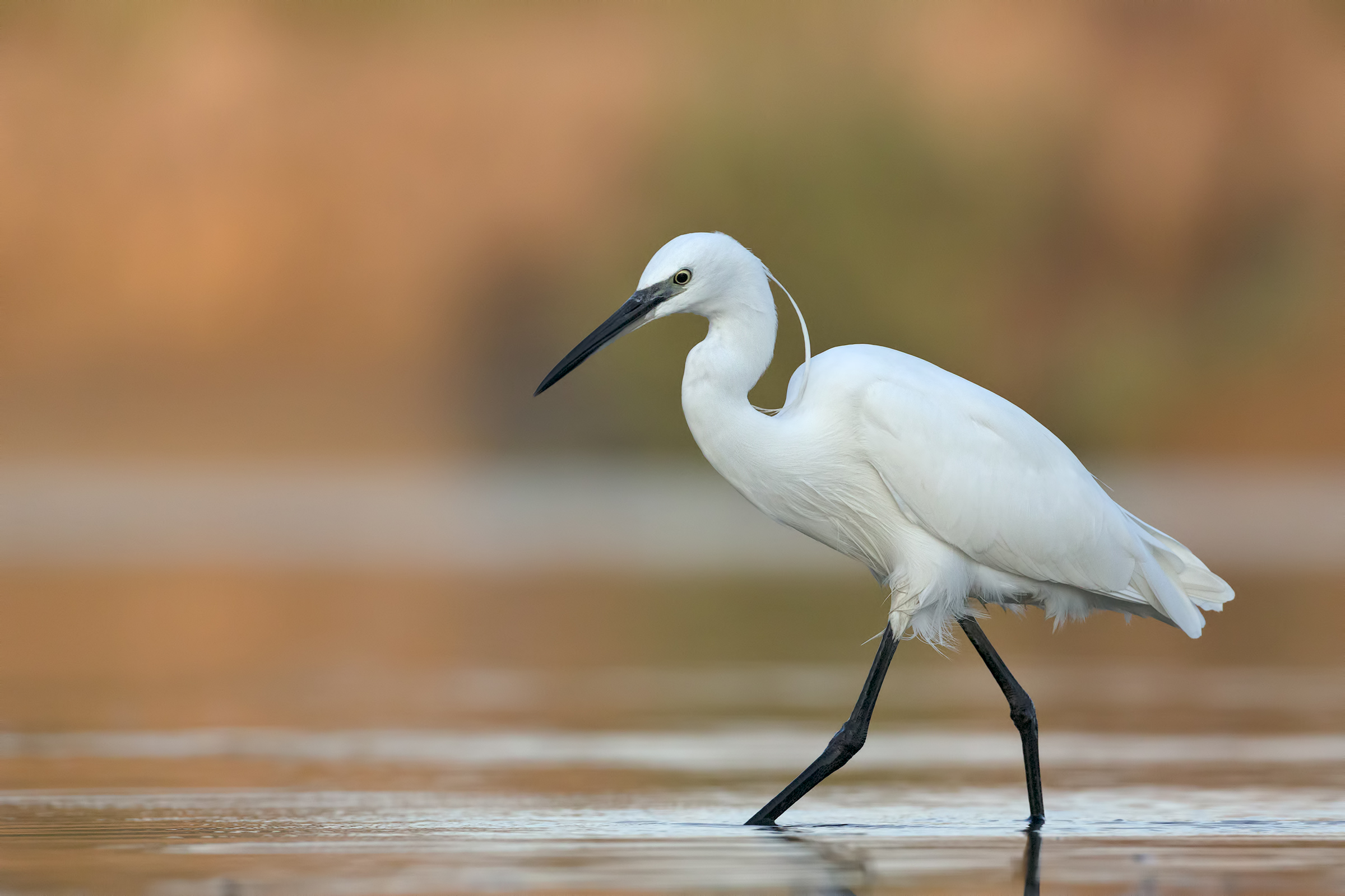 egret