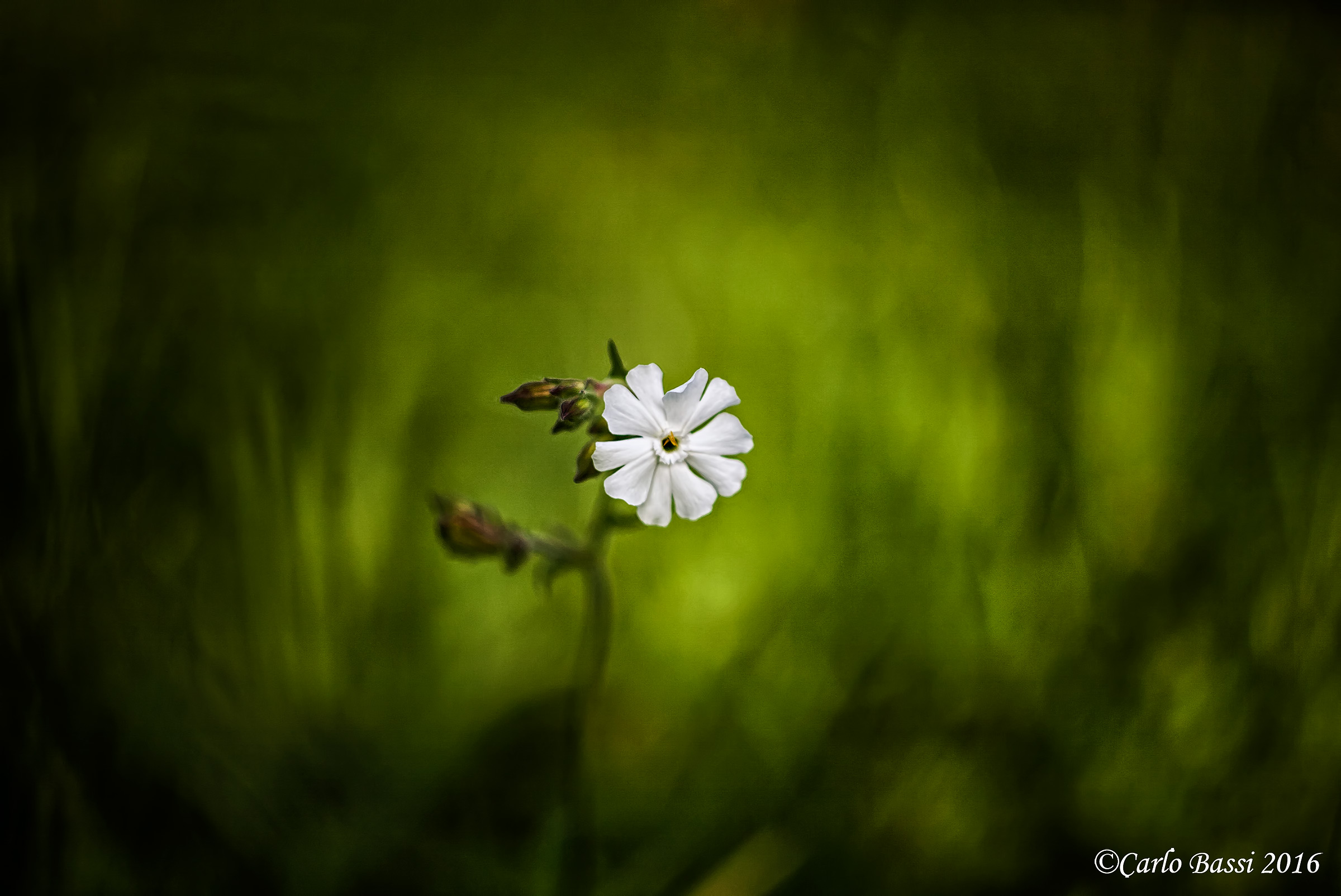 Un ventilatore ... naturale