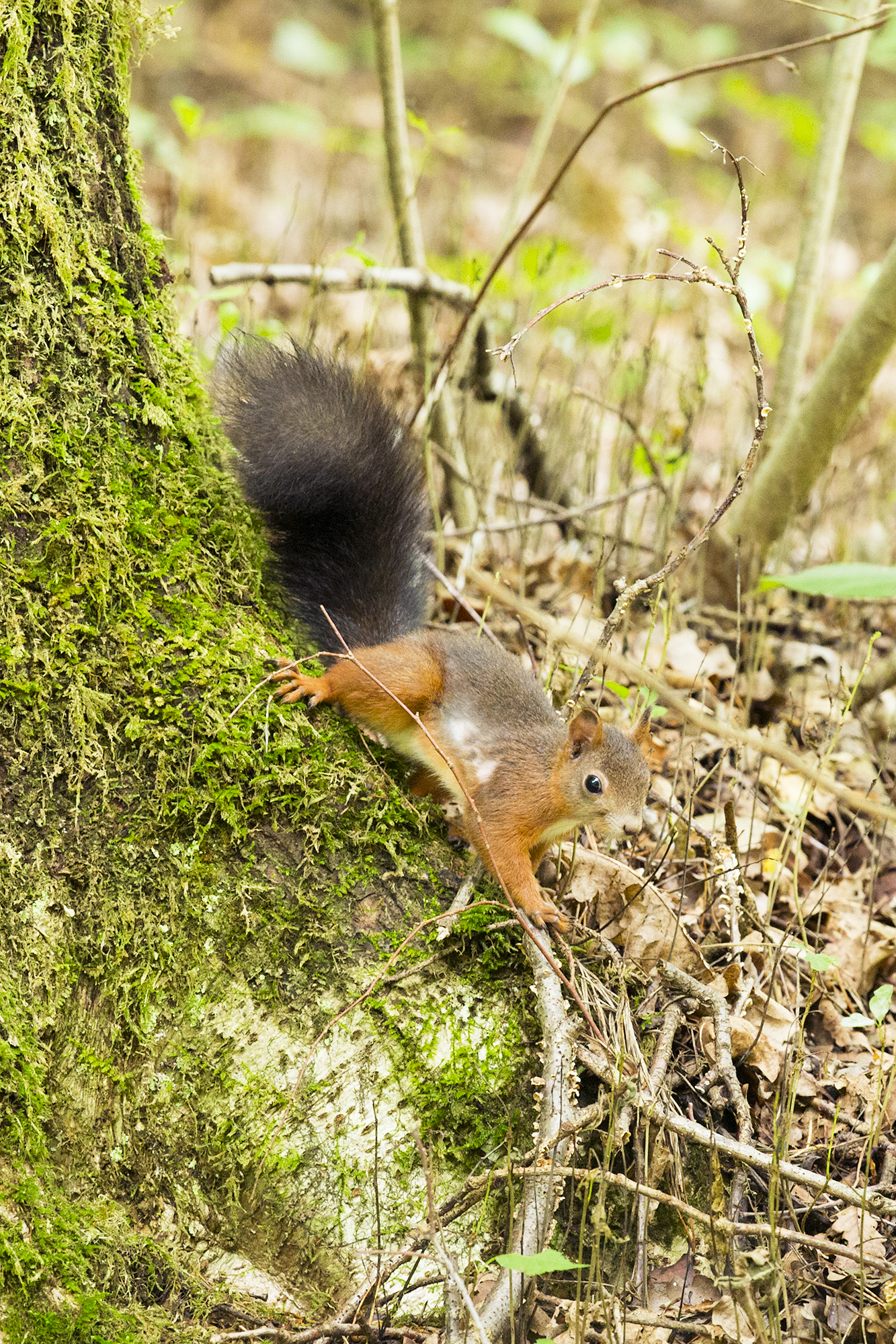 Il folletto del mio bosco