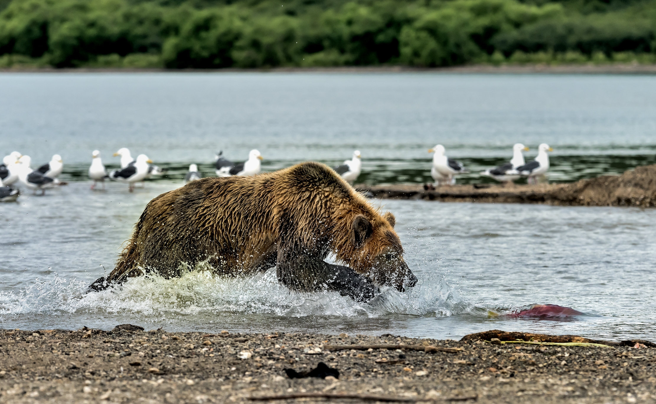 Kamchatka 2016 - La fuga del salmone 2