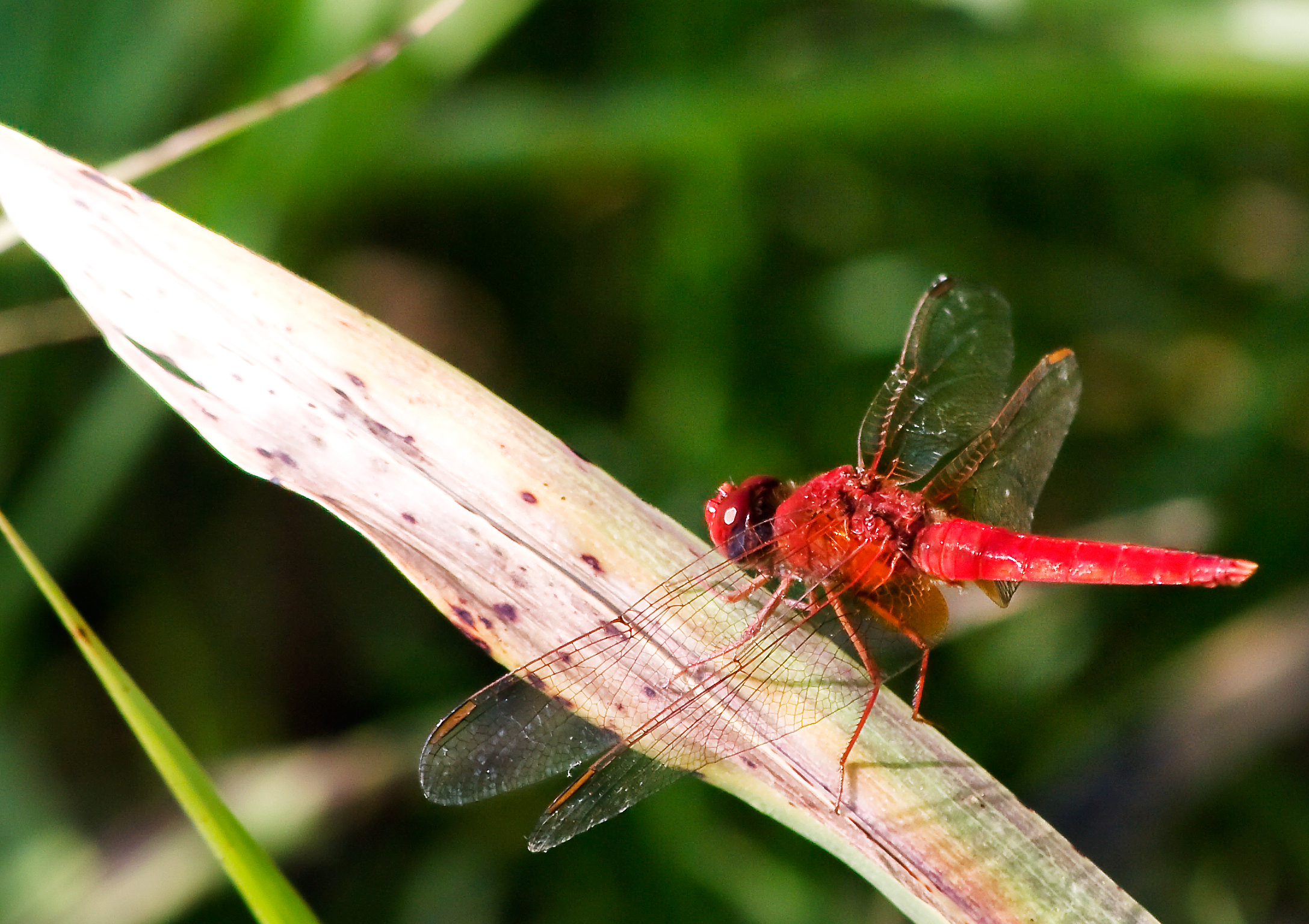 libellula purpurea