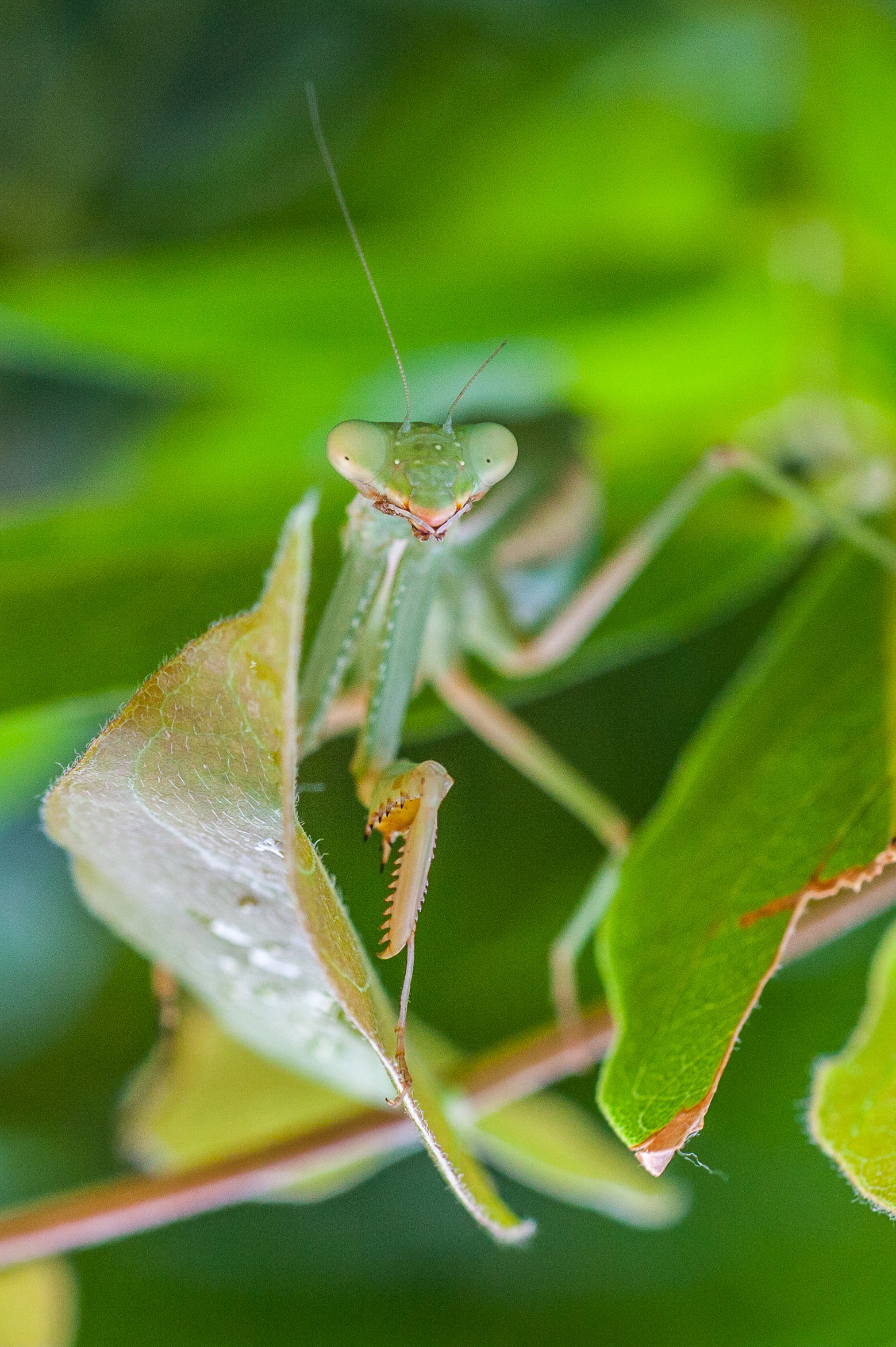 Mantis portrait