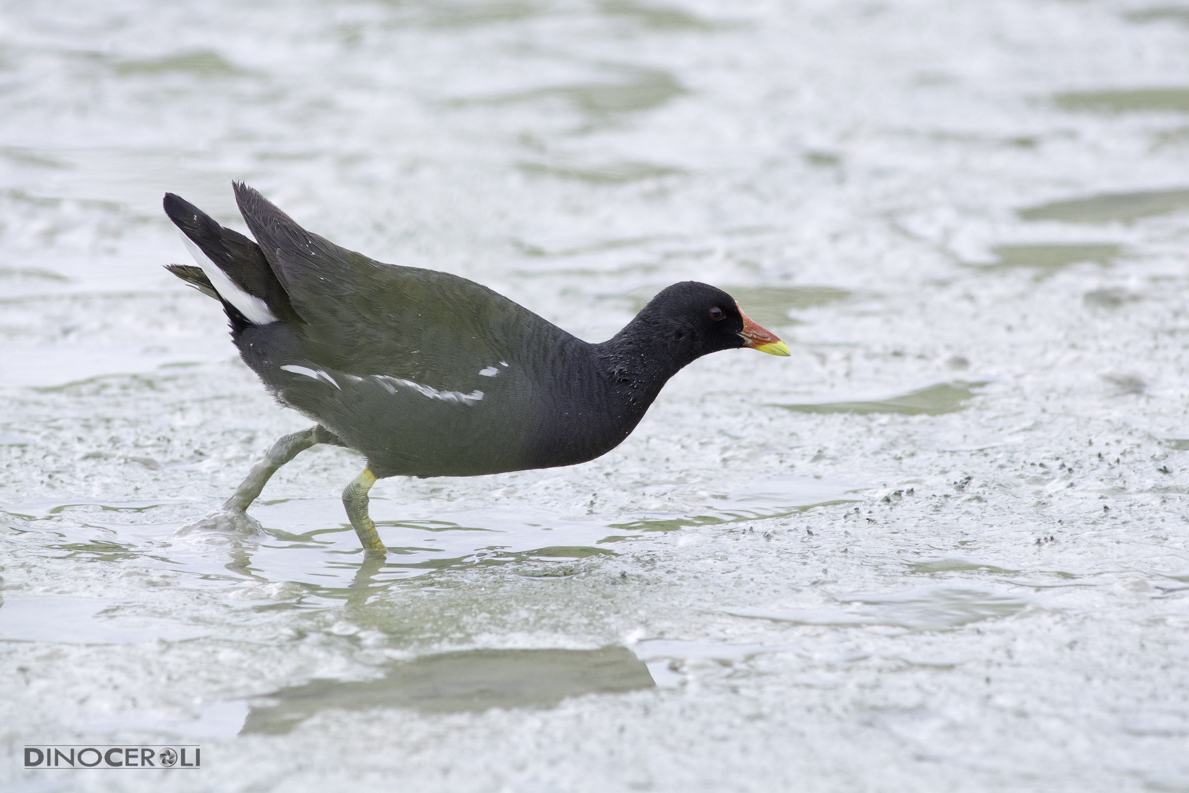 Moorhen