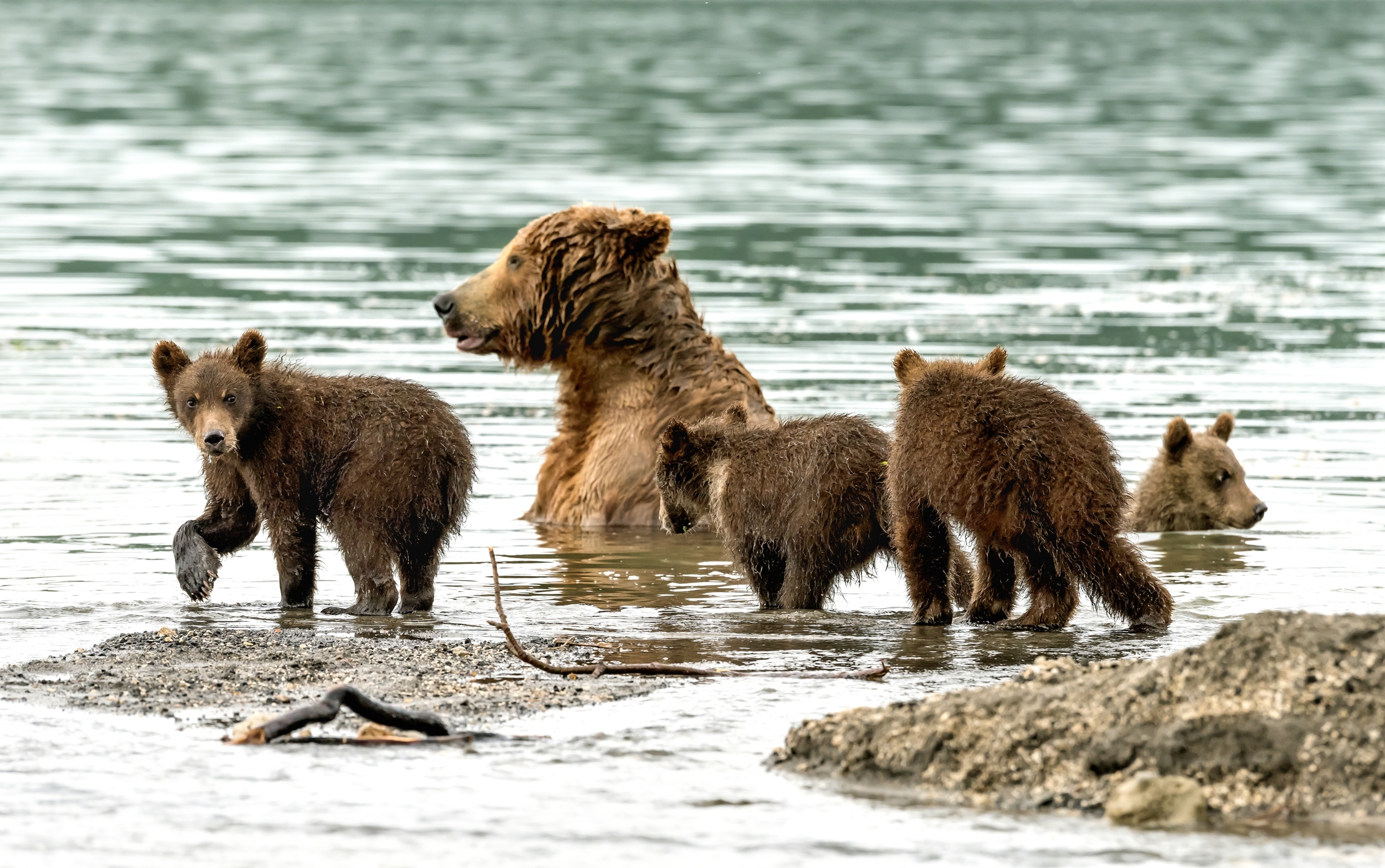Kamchatka 2016 - Bagnetto con la mamma 2