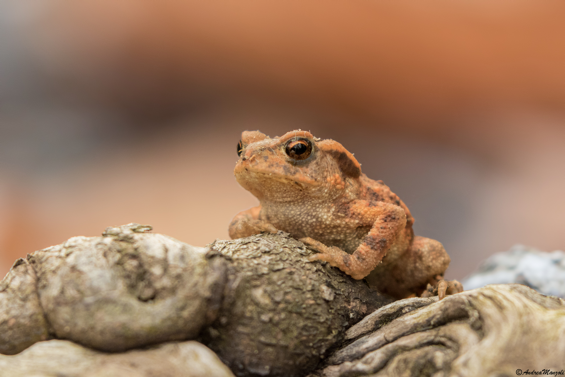 Rospo (Bufo Bufo)