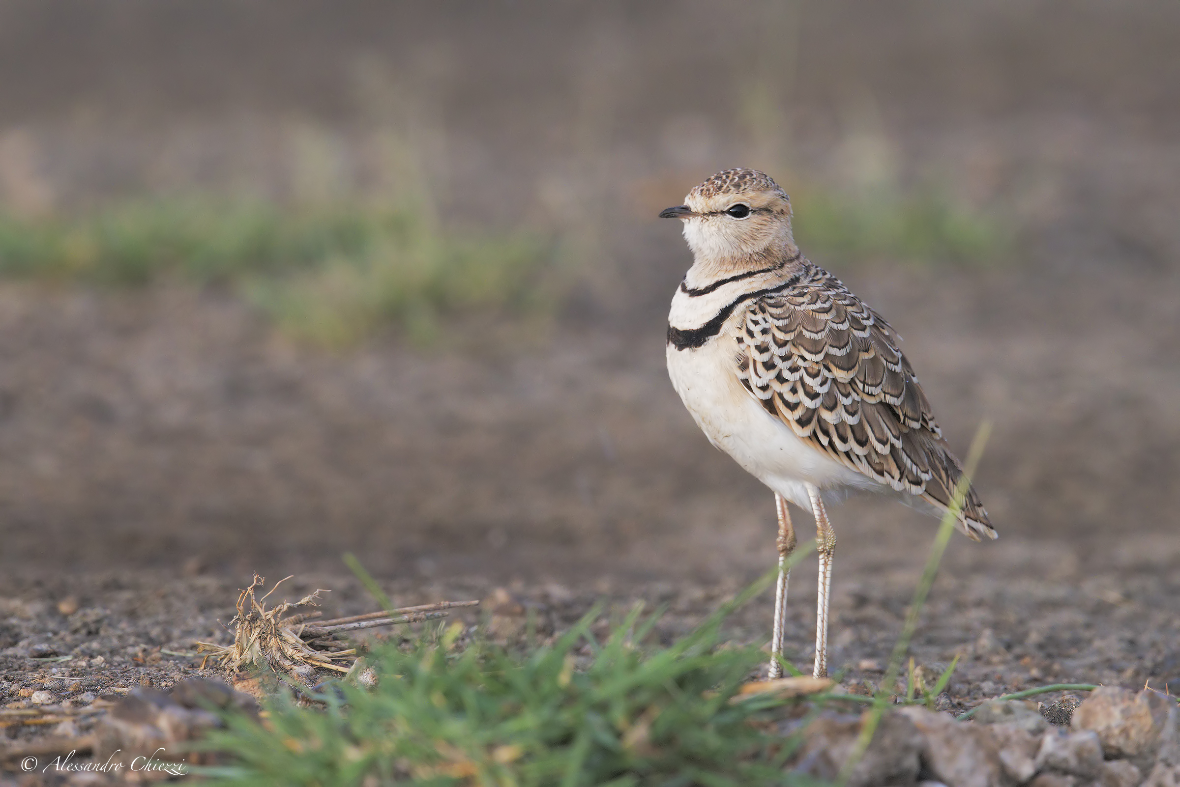 Corrione doppia banda