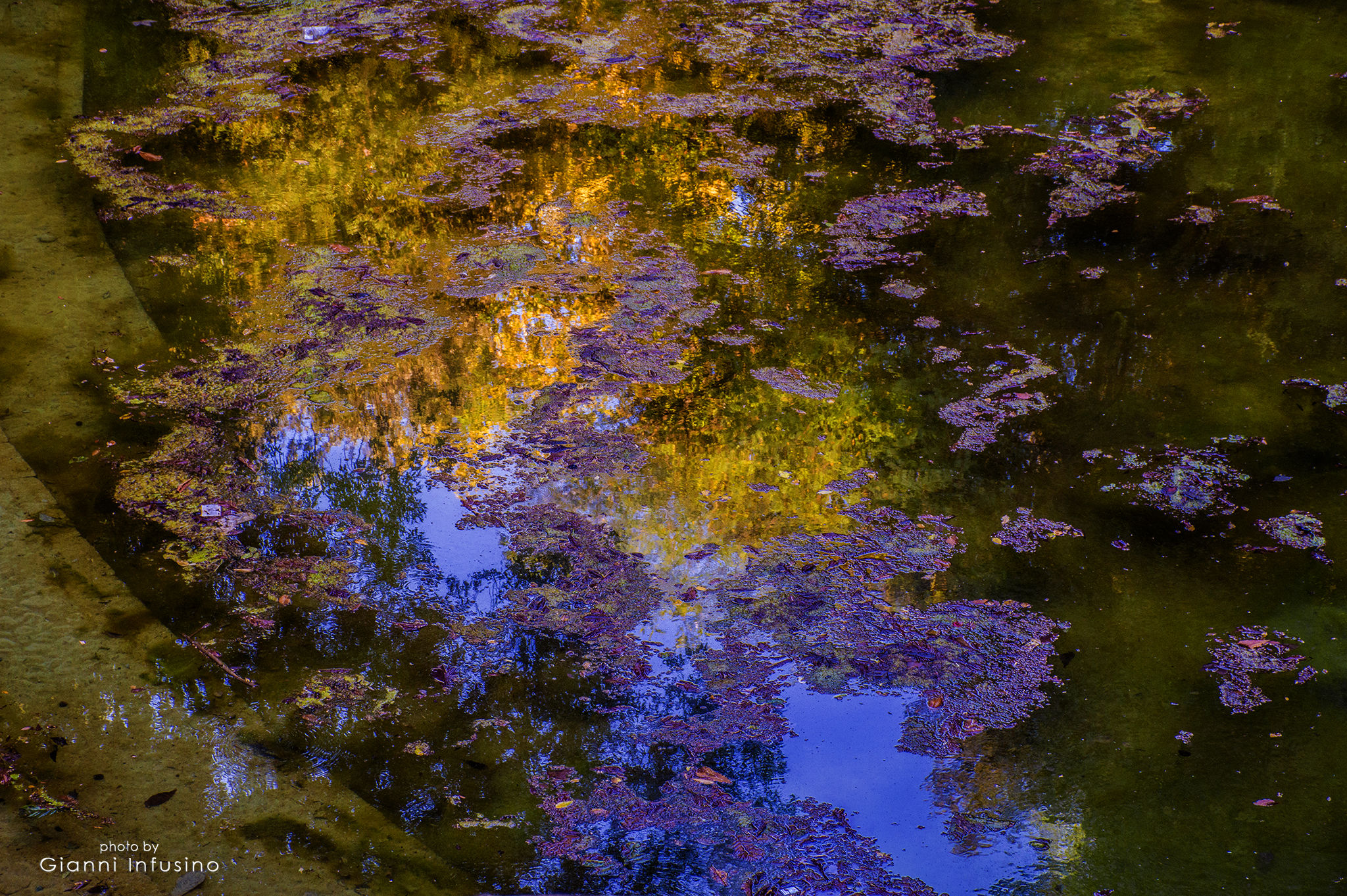 Riflessi nello Stagno