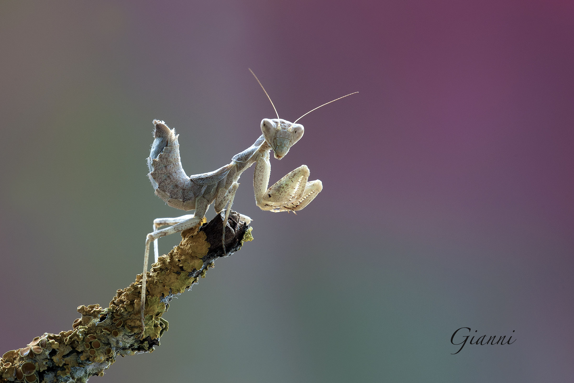 "Ameles spallanzania"