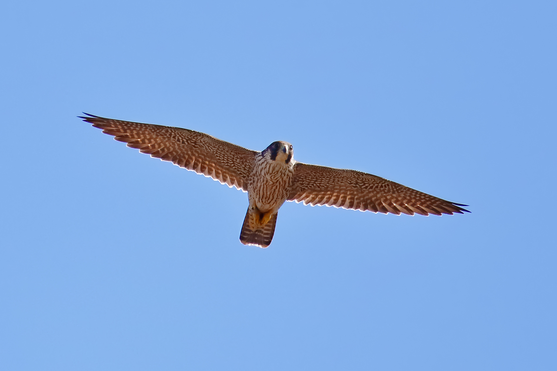 peregrine falcon