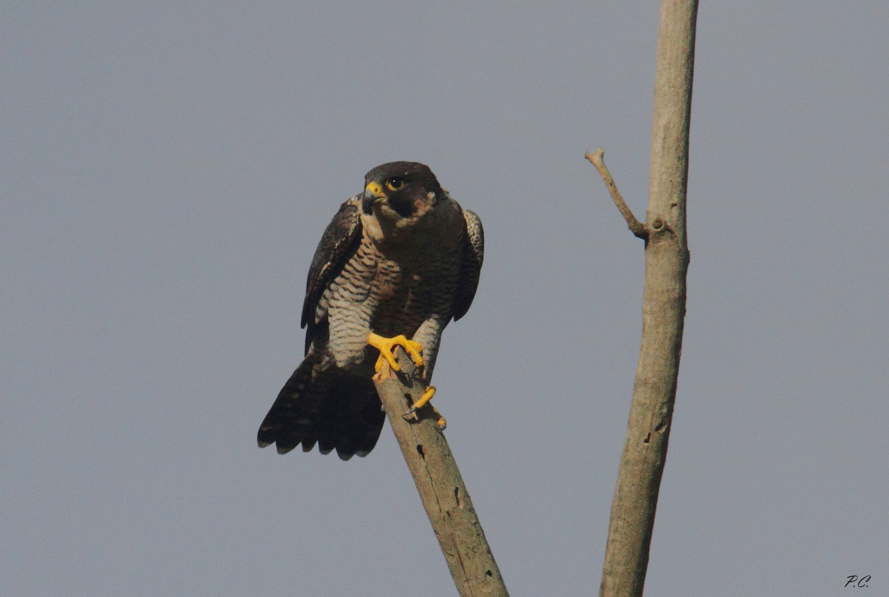 peregrine falcon