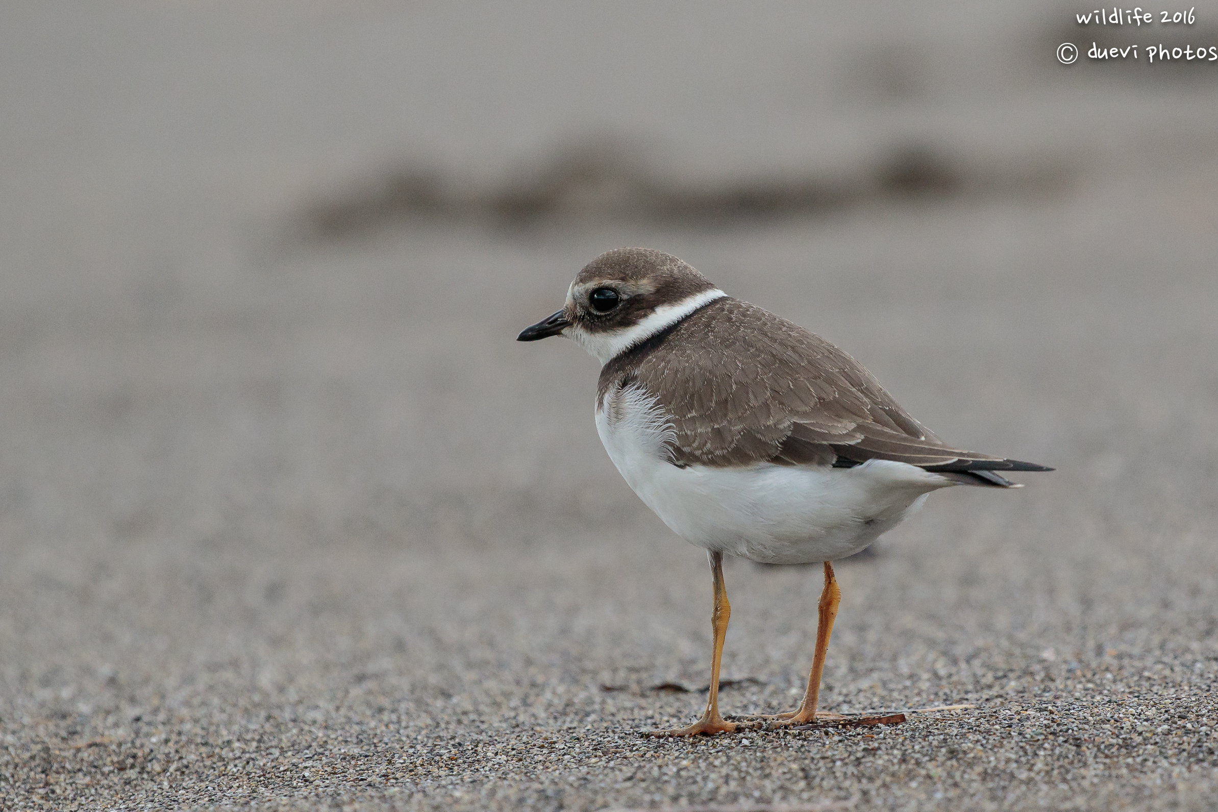 Ringed plover giovana